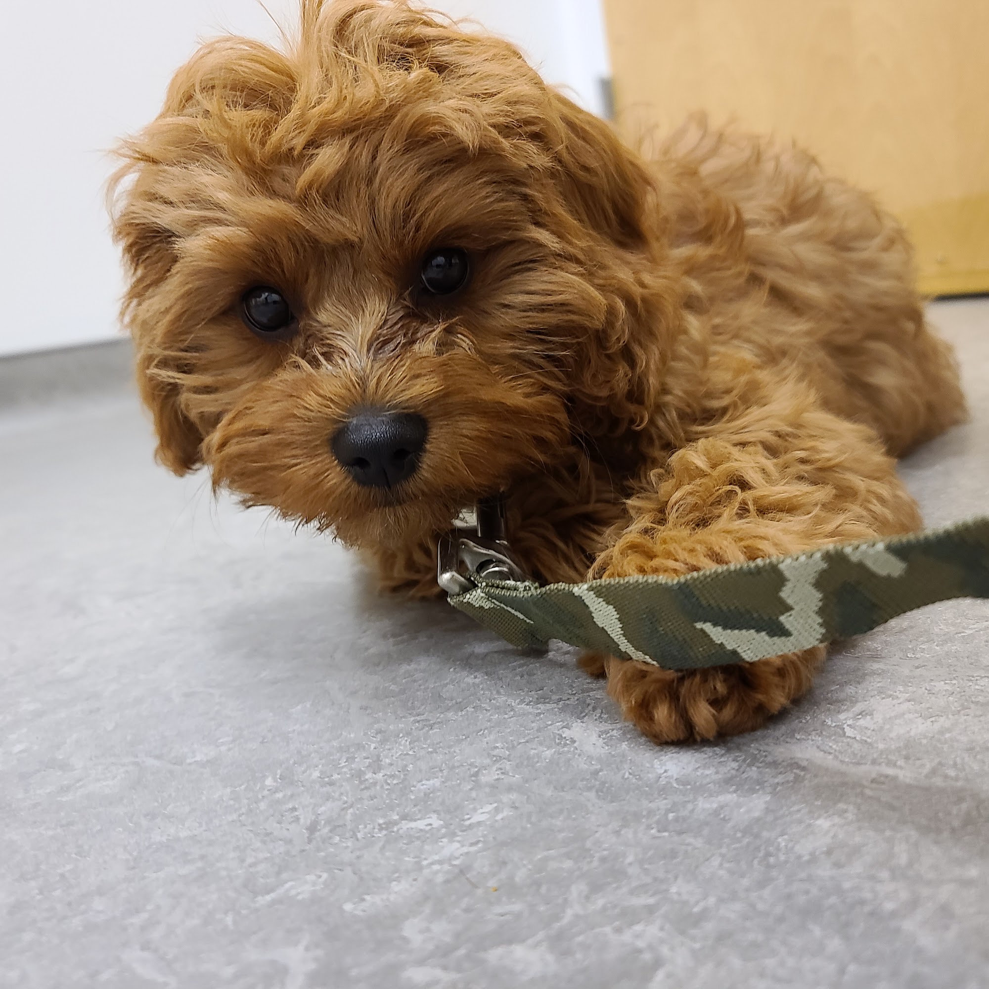 Cummings Veterinary Hospital Easton