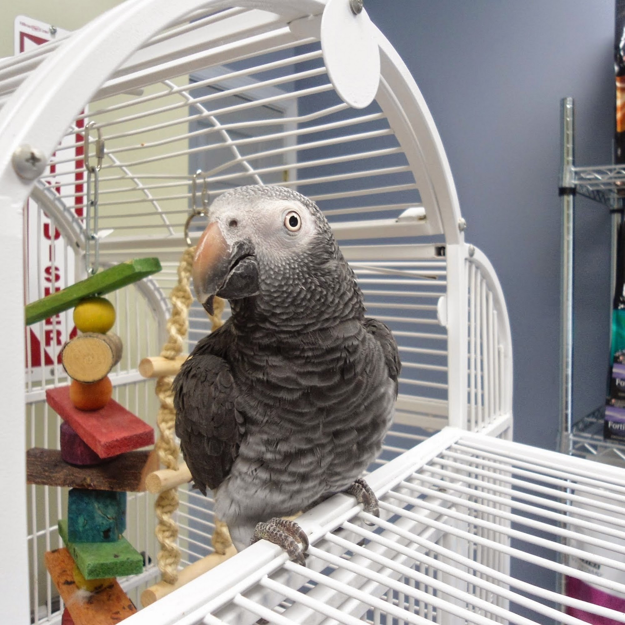 William Penn Veterinary Hospital Easton