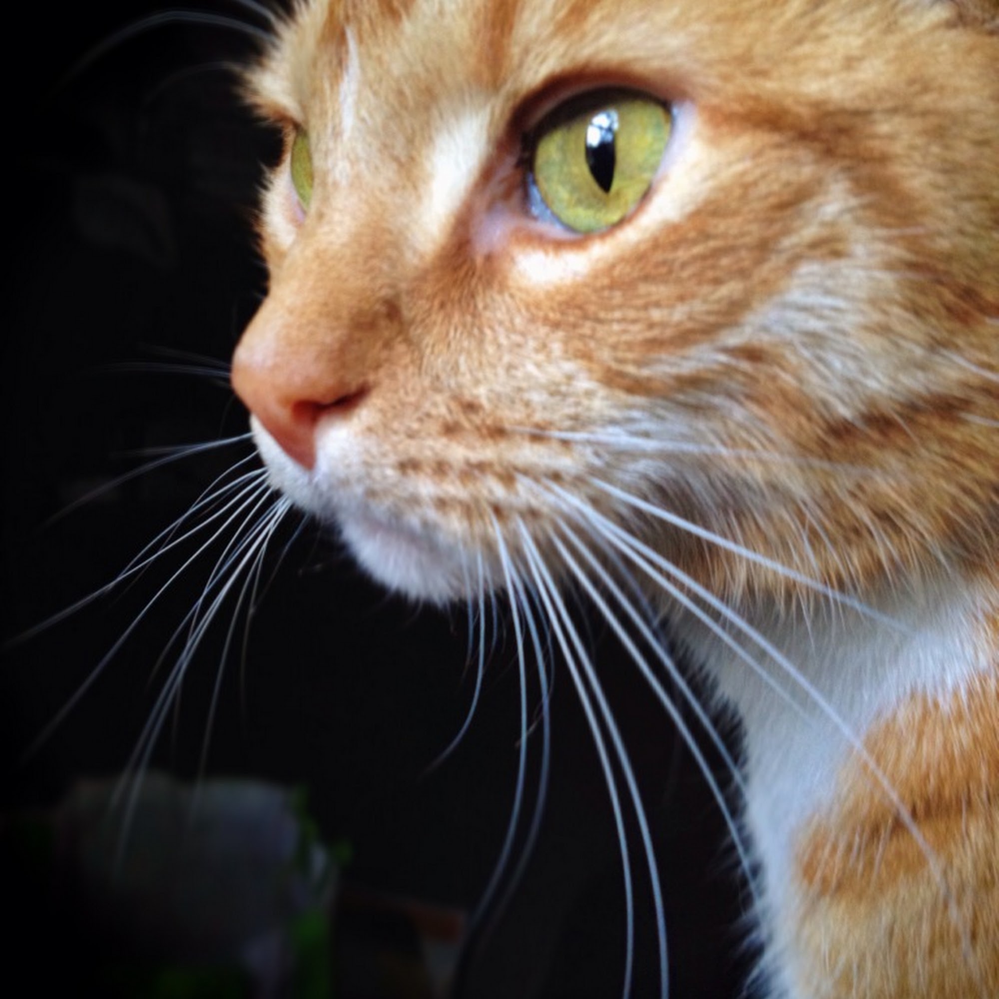 Thoreau Veterinary Hospital Easton