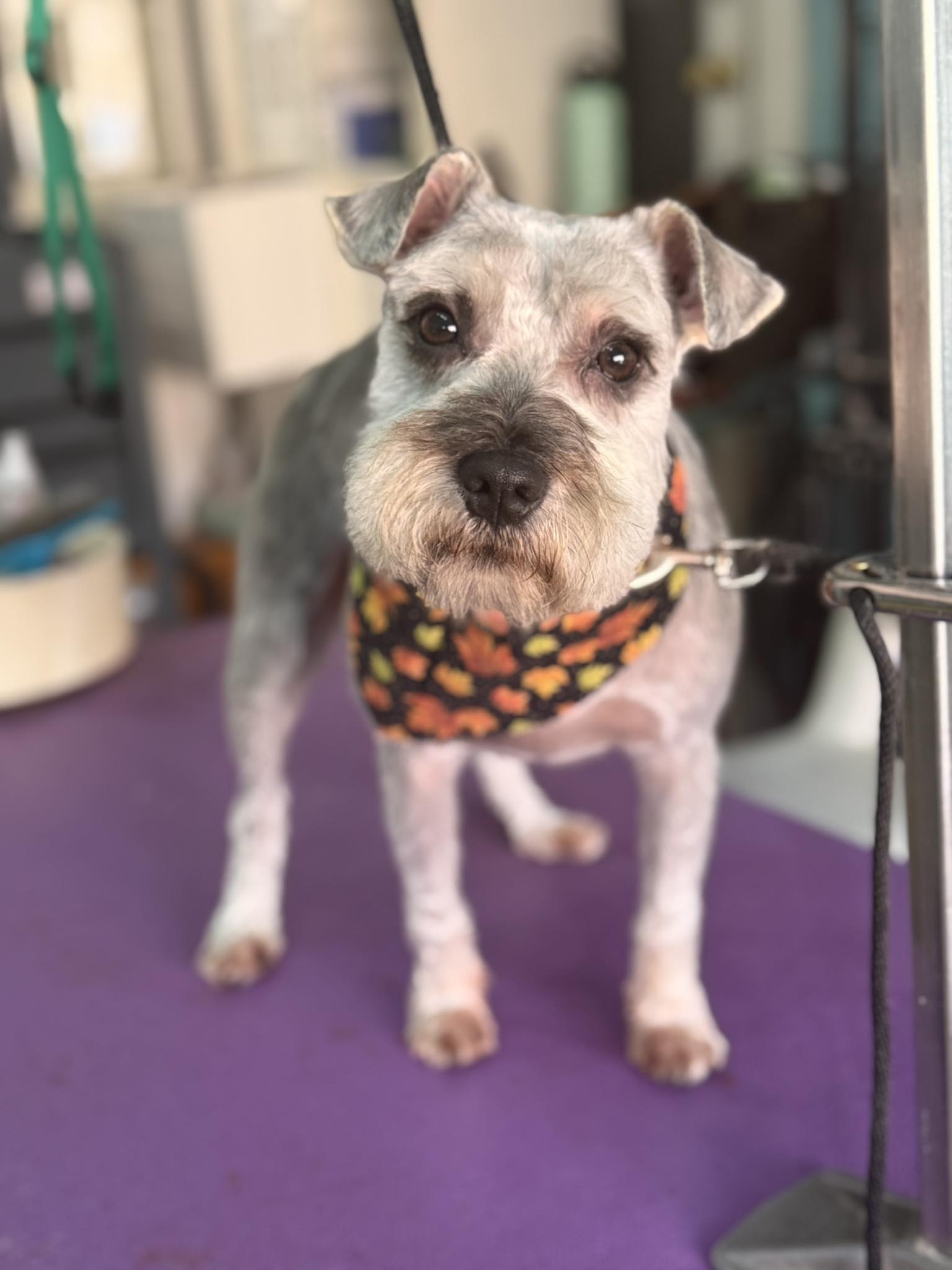 Groomingdale's Pet Spa Easton