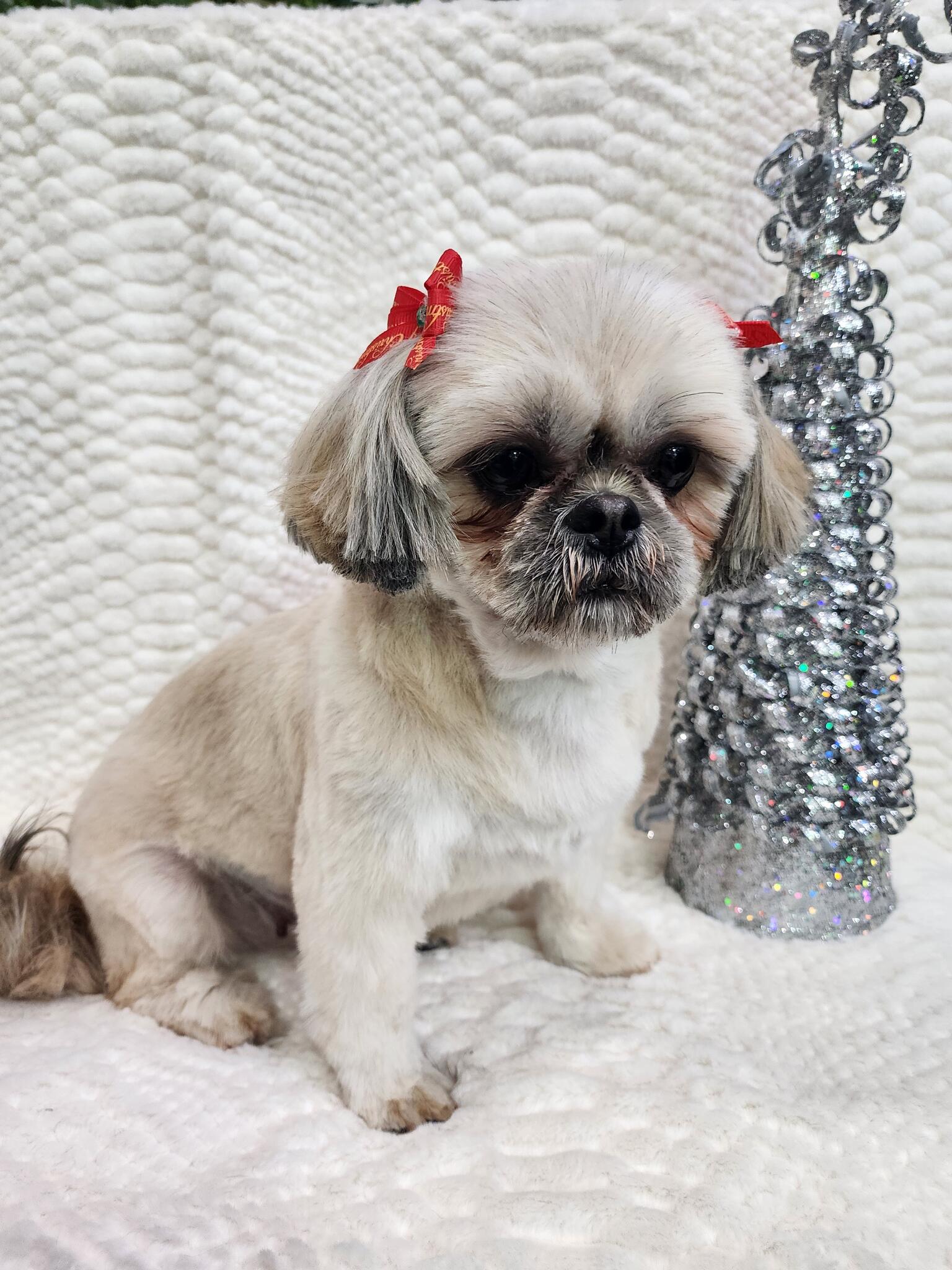 Harryspawdsllc / grooming services Easton