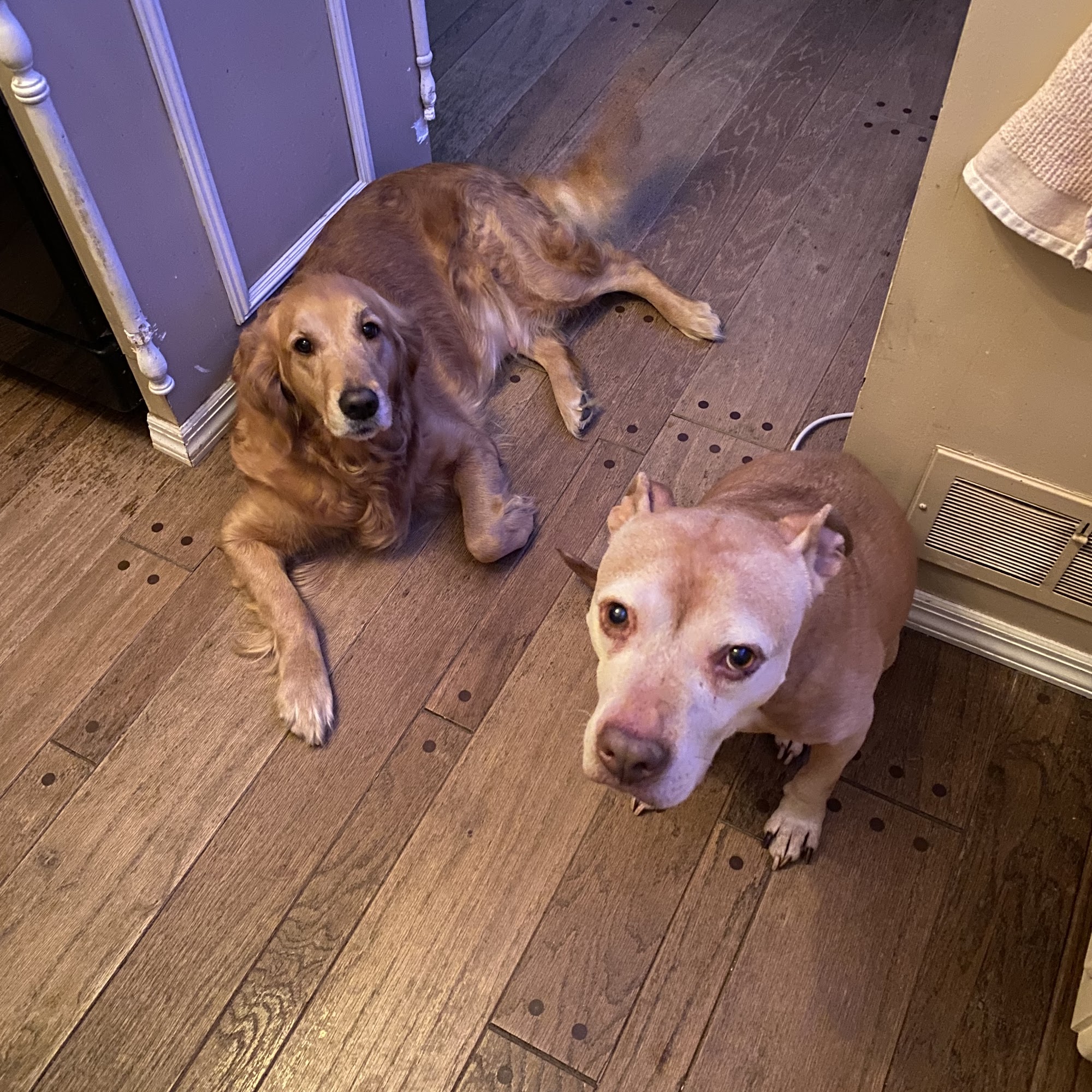 Little Creek Farm Vet Eighty Four