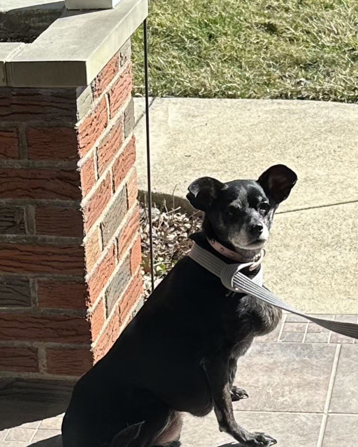 Lucky Dawgs Elizabeth