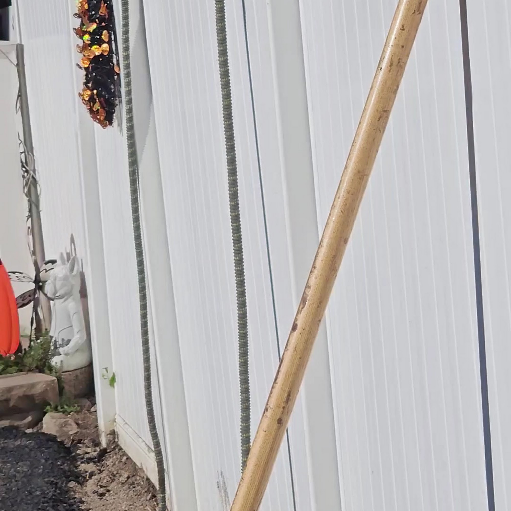 Lucky Dawgs Elizabeth