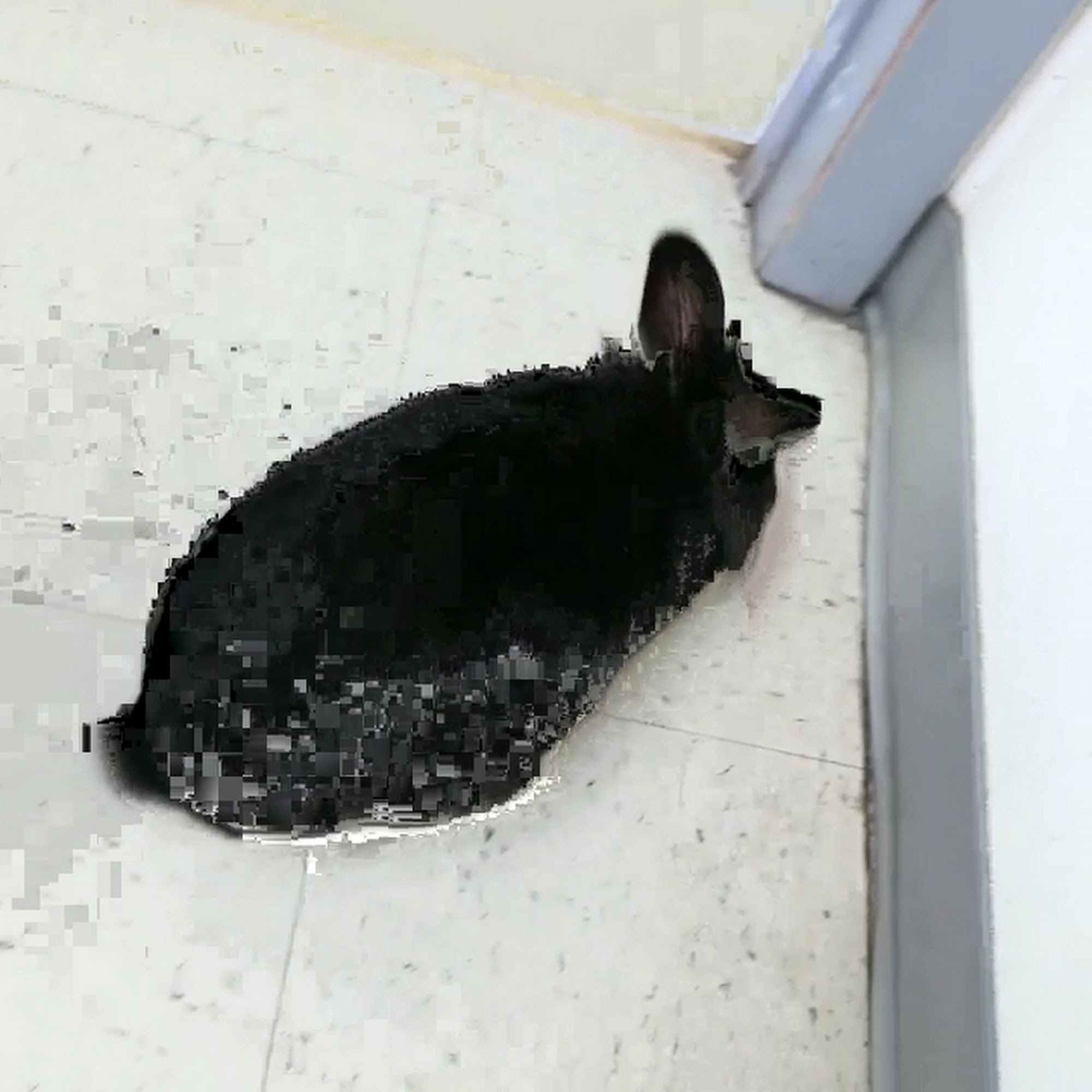 Elkins Park Veterinary Hospital Elkins Park