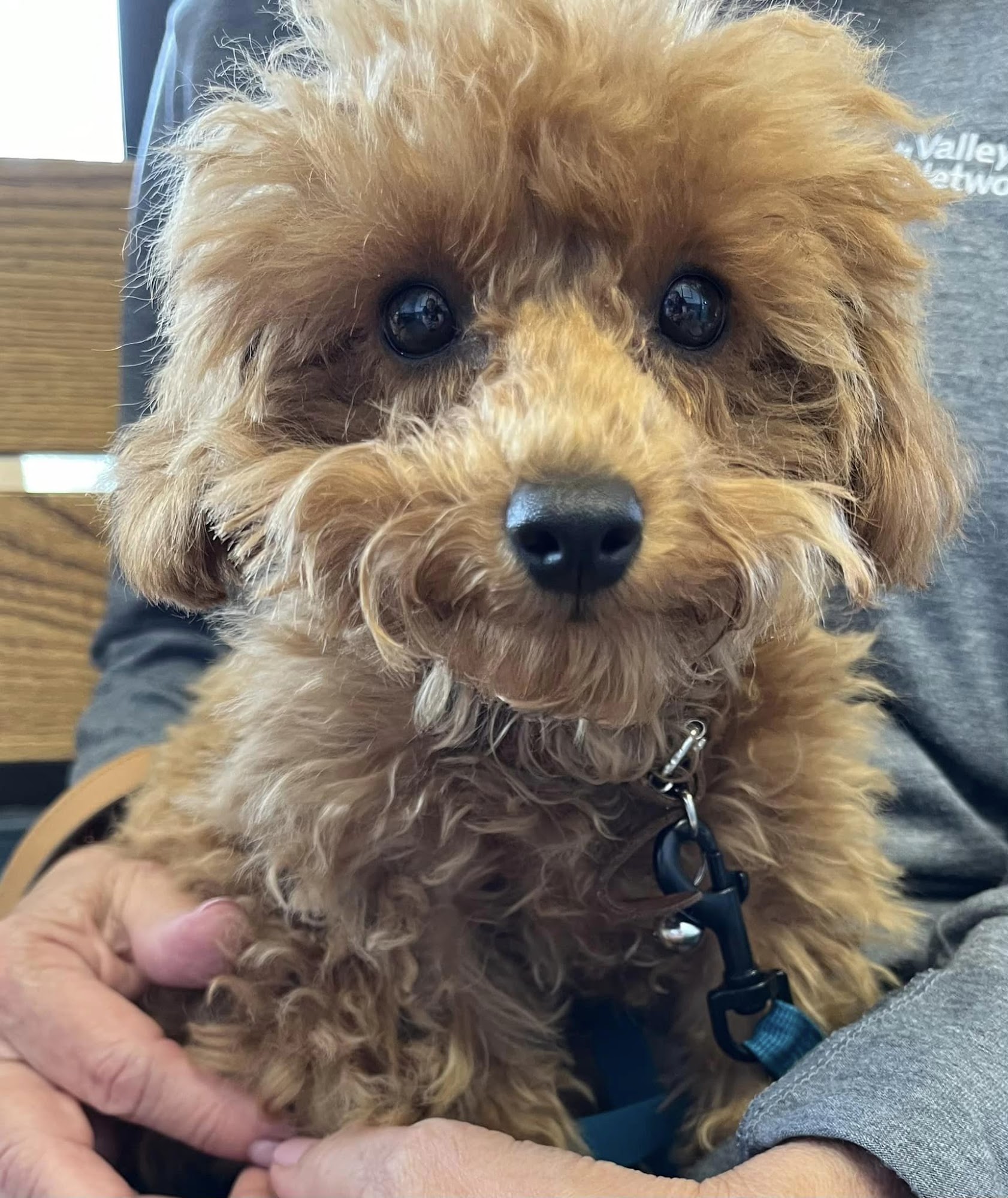 Emmaus Animal Hospital Emmaus