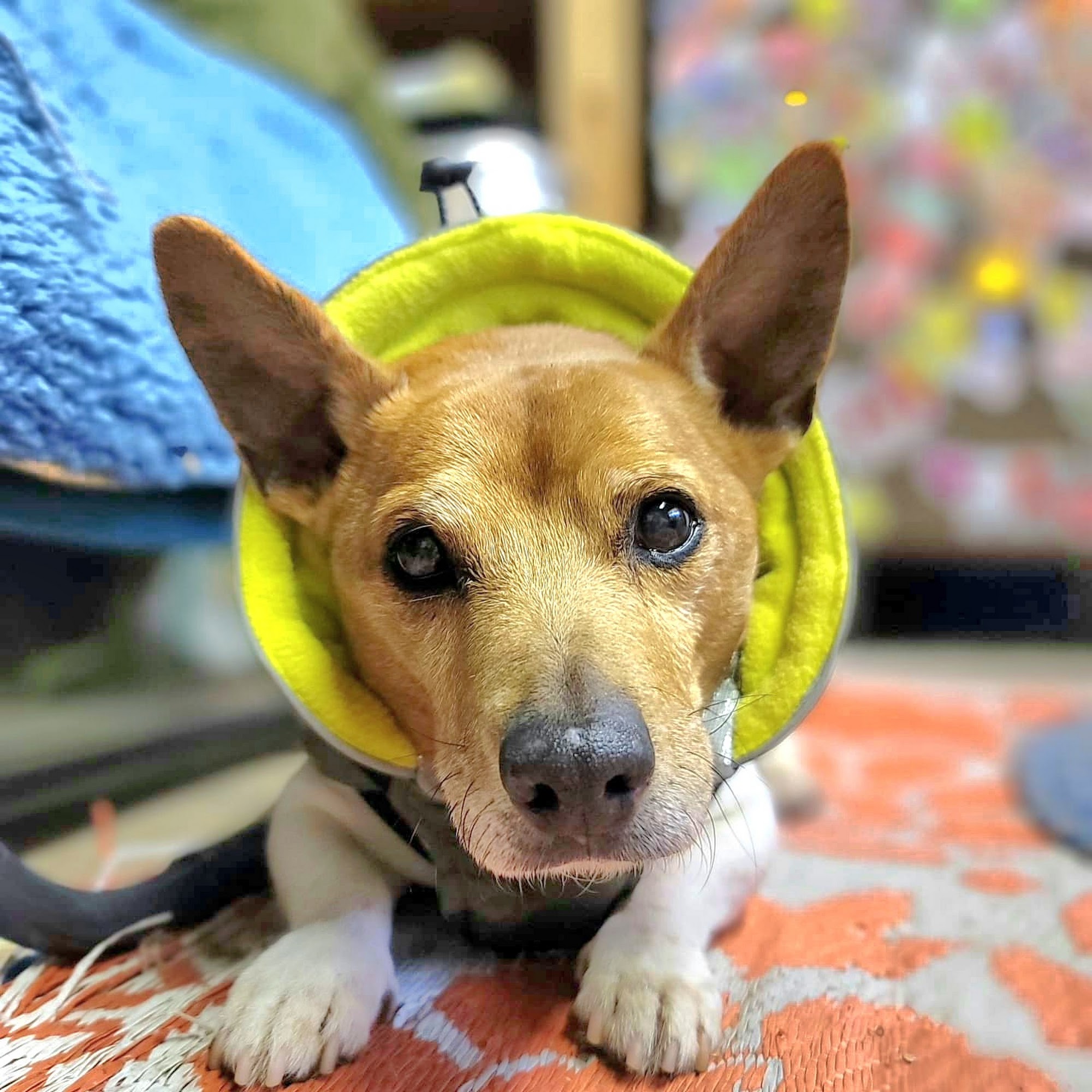 Valley Road Animal Hospital Enola