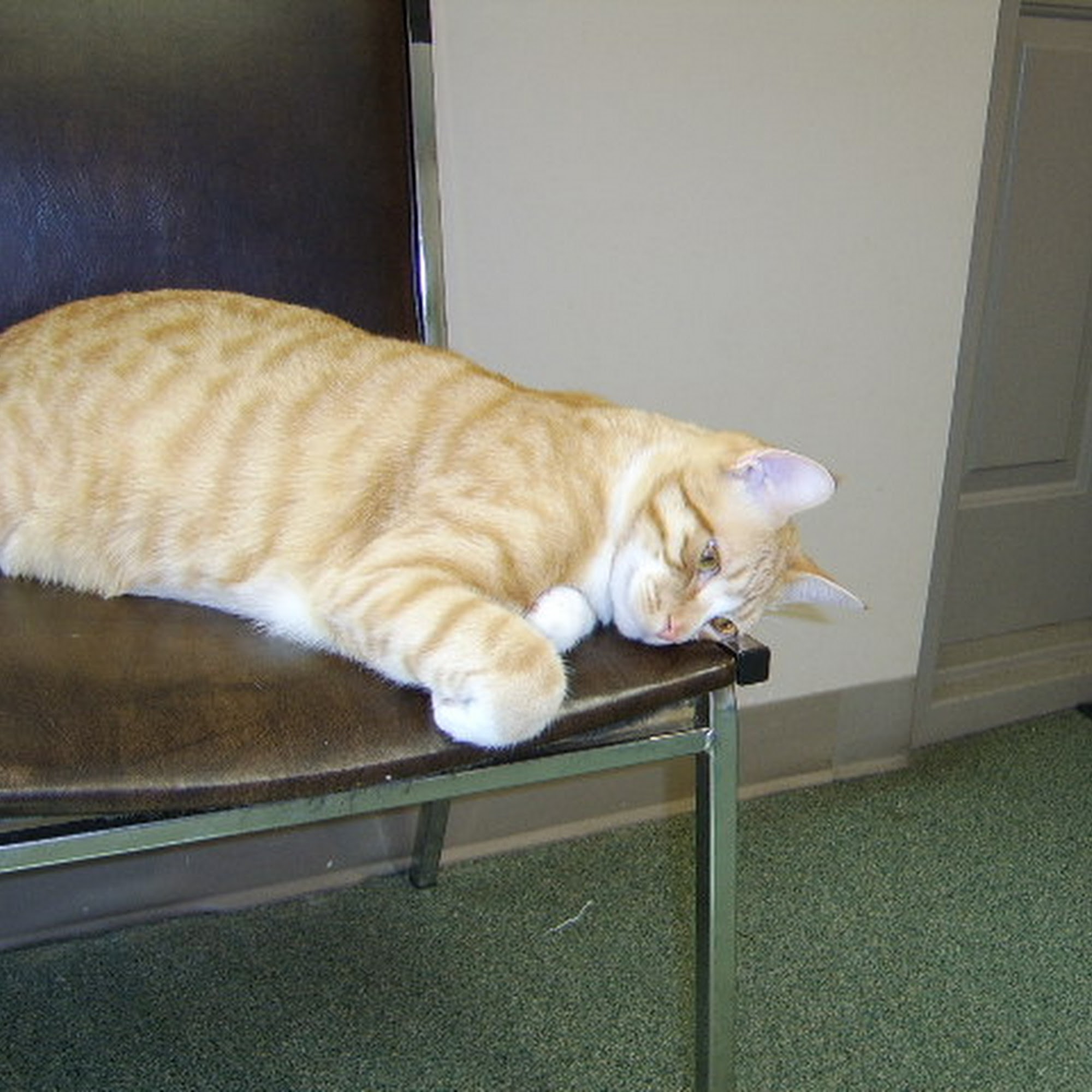 Peaceable Kingdom Animal Hospital Ephrata