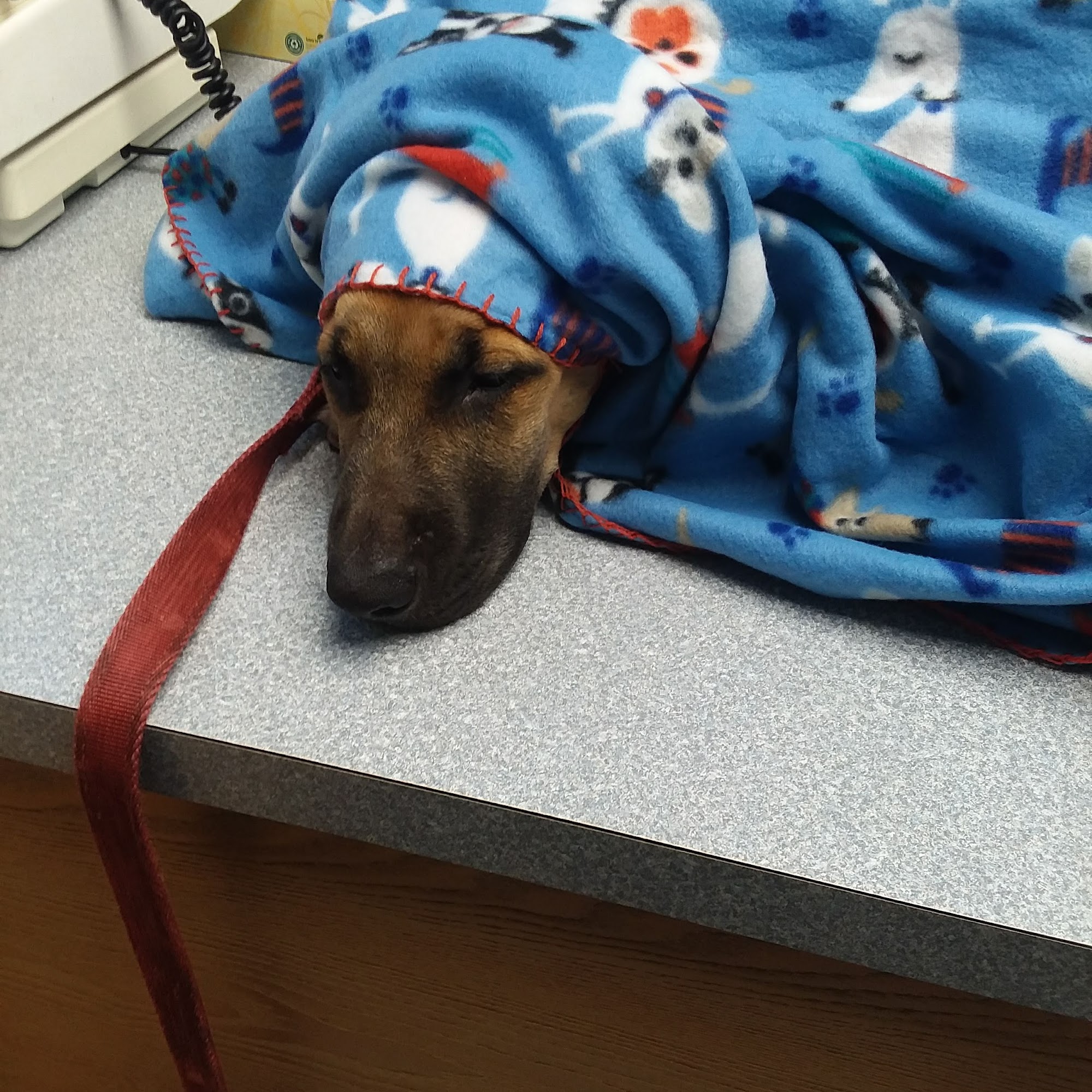 Animal Kingdom Pet Hospital Erie