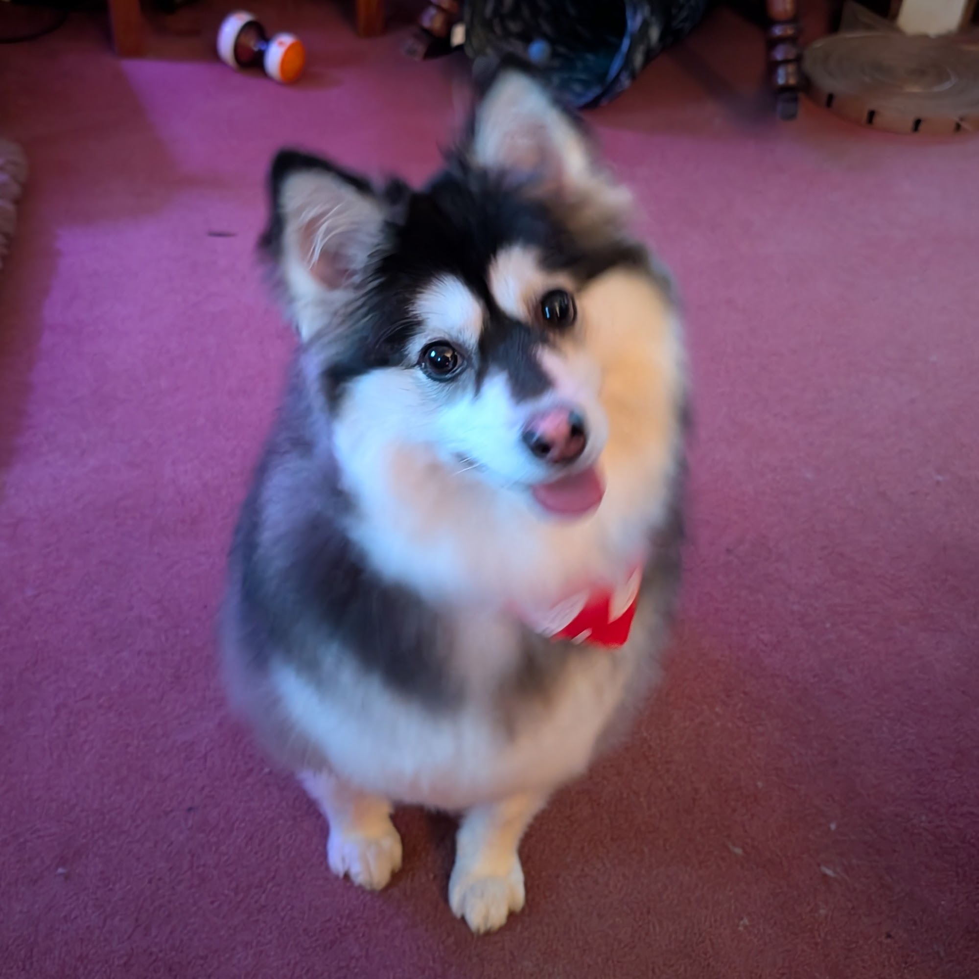 Glenwood Pet Hospital Erie