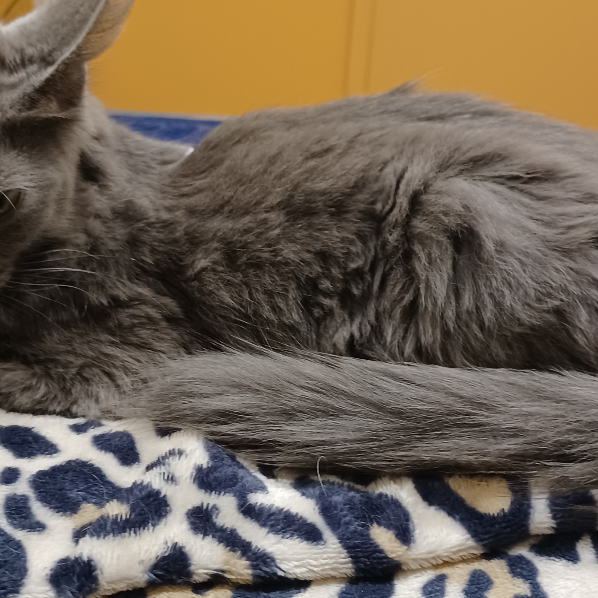 Erie Animal Hospital Erie