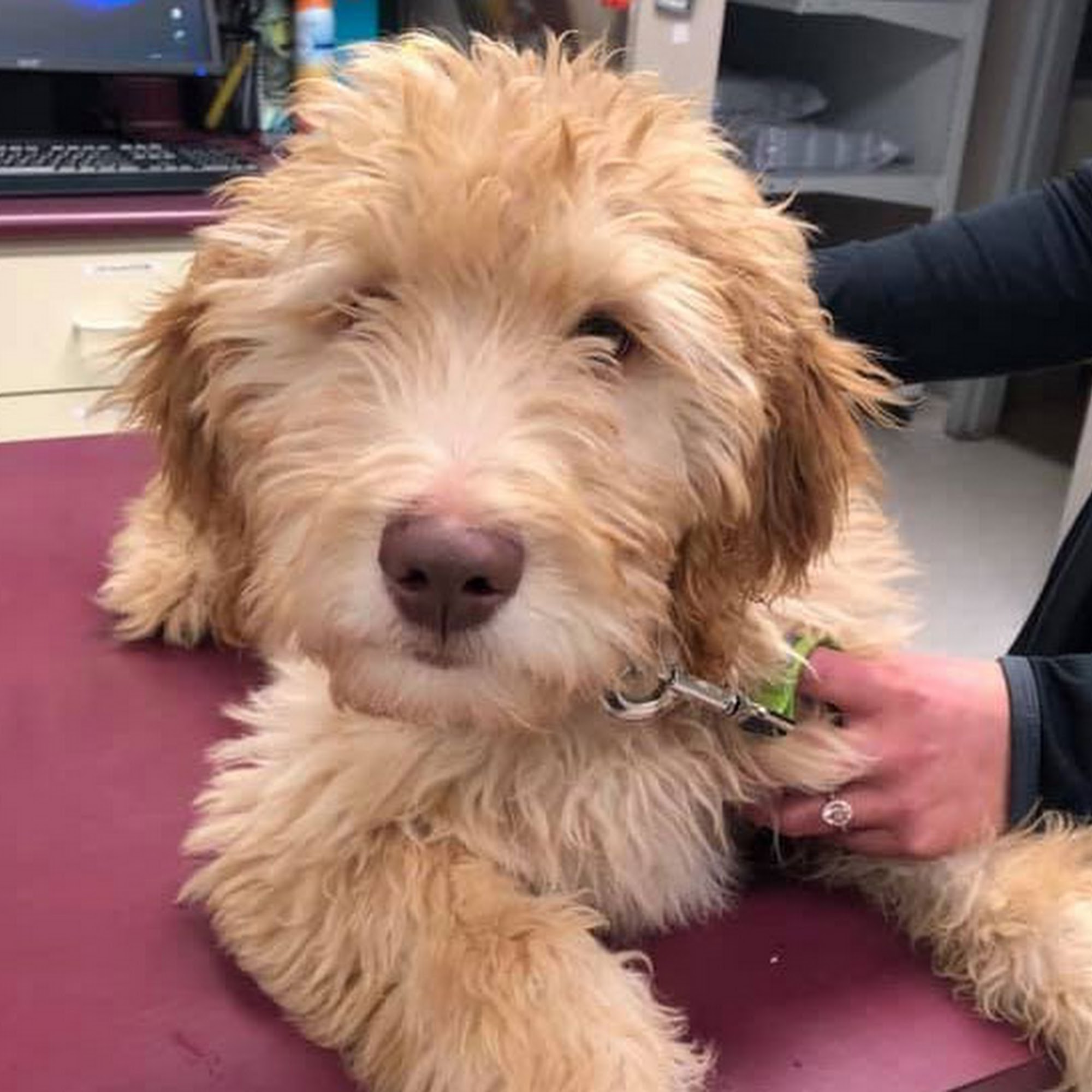 Twinbrook Veterinary Hospital Erie