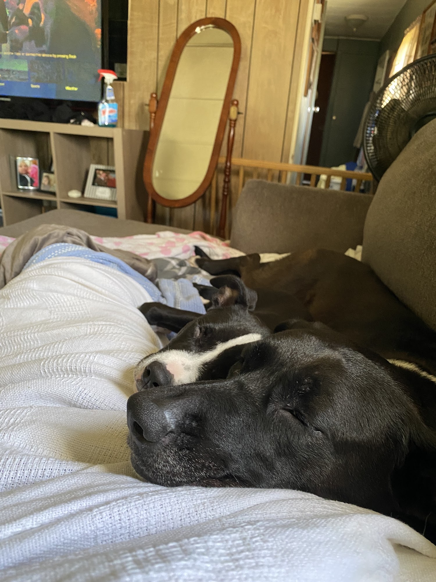 Summit Pet Hospital & Care Center Erie