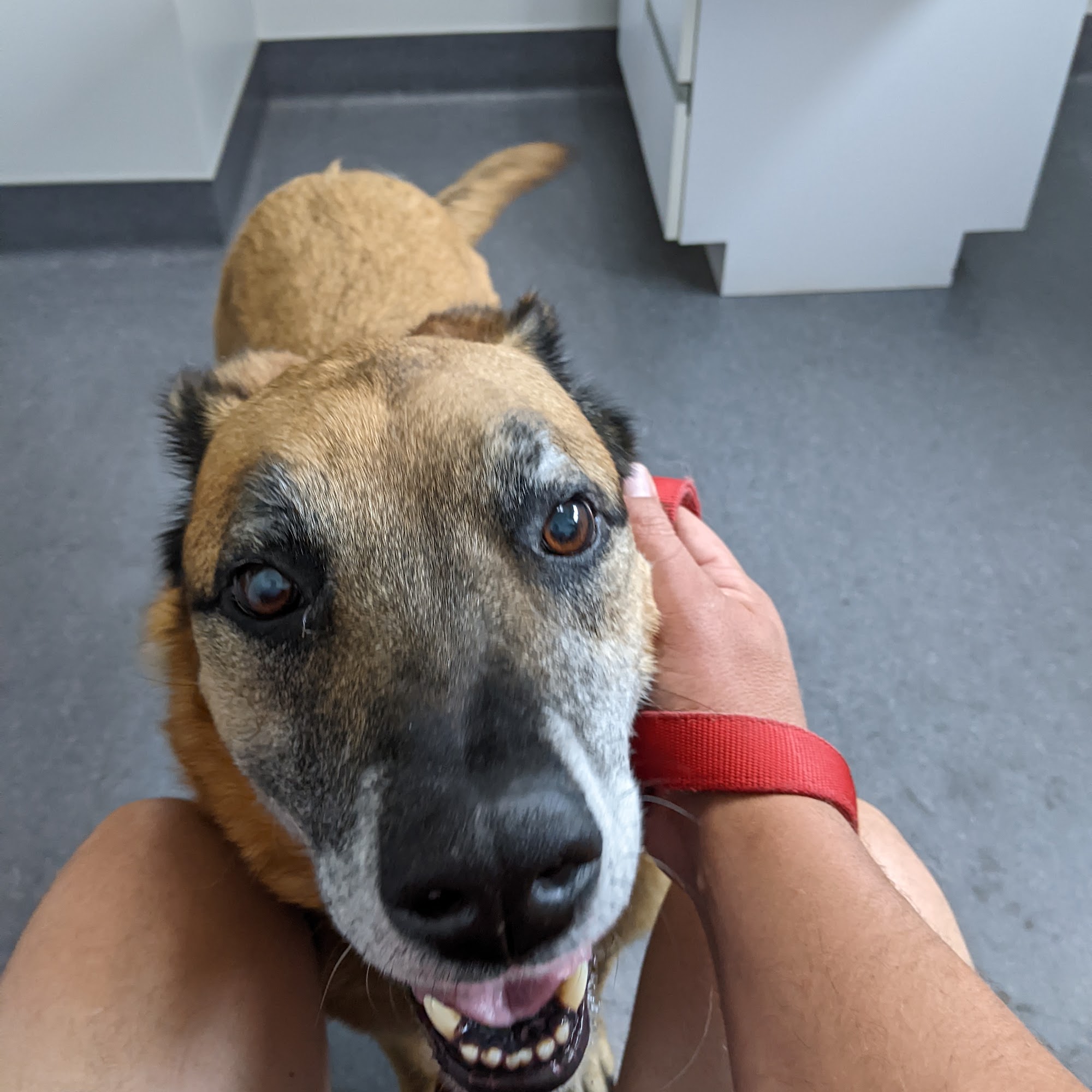 Glenwood Pet Hospital: Dr. Erica Jewell Erie