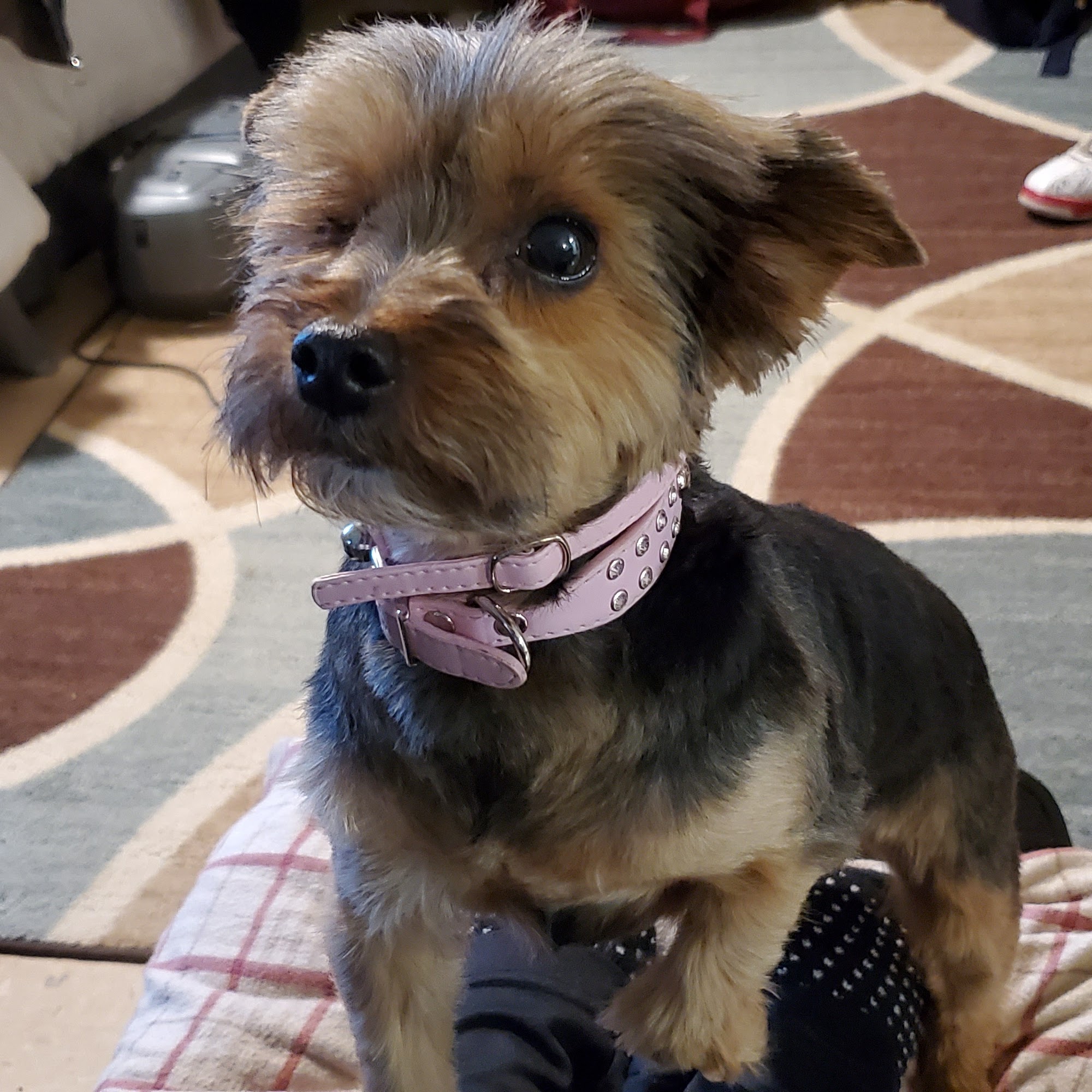 Paws Ability Boarding & Grooming Erie