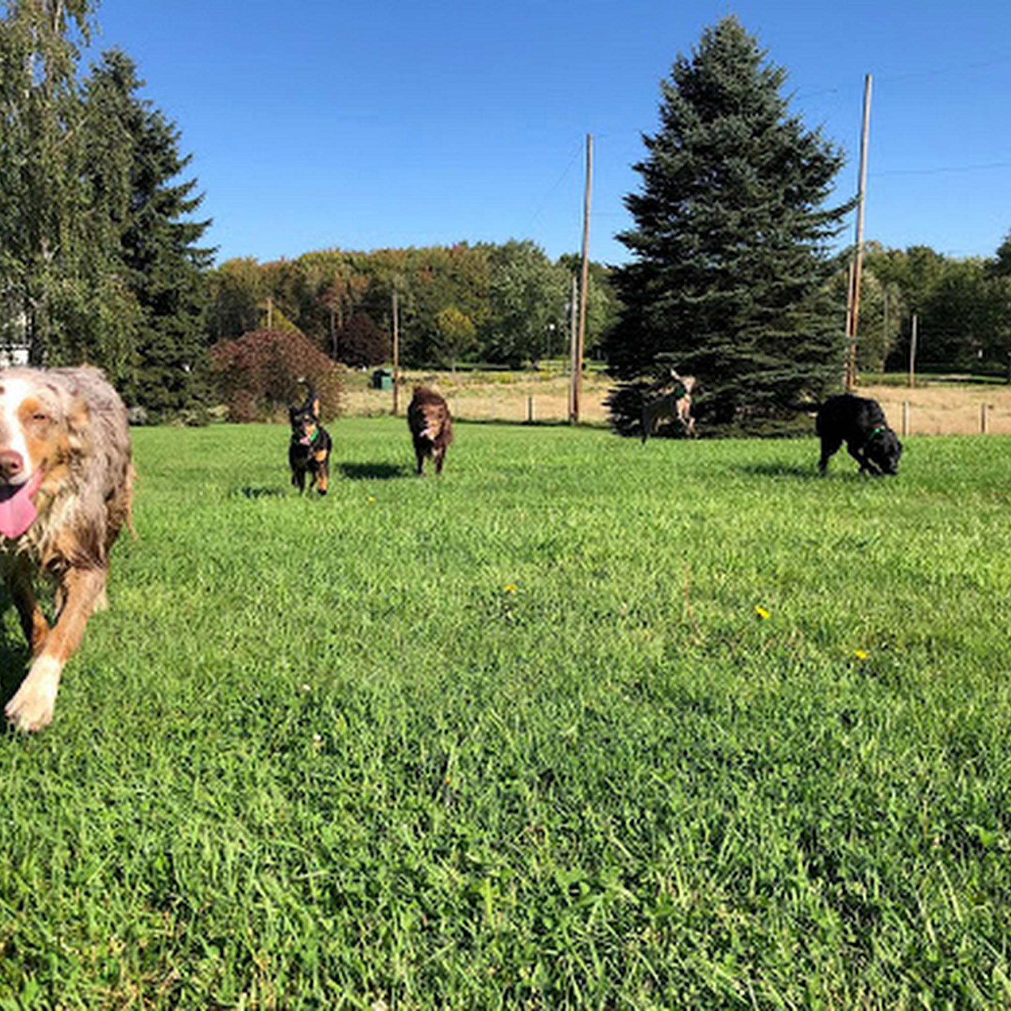 Lucky Dog Stay and Play Erie