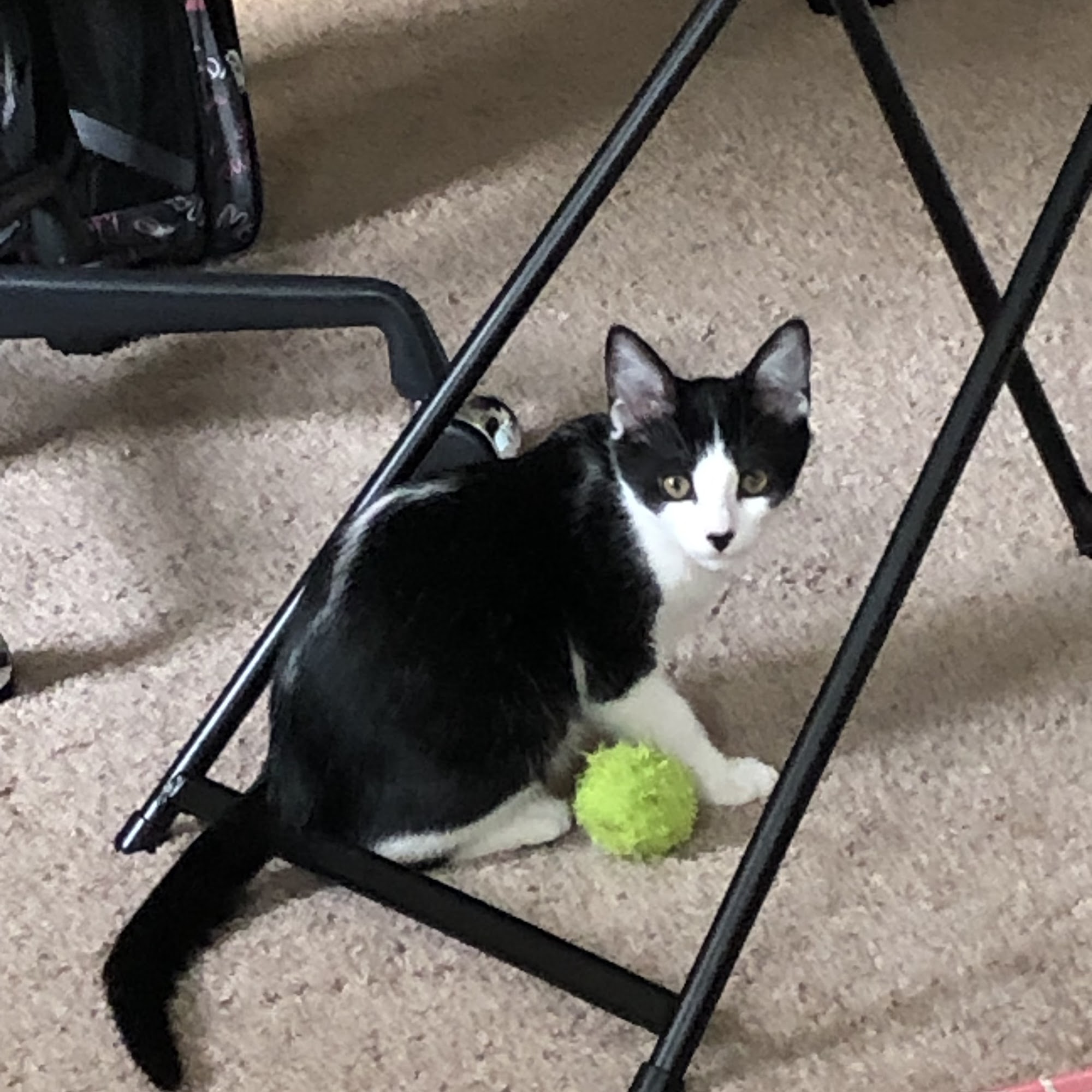 Colebrook Manor Animal Hospital Exton