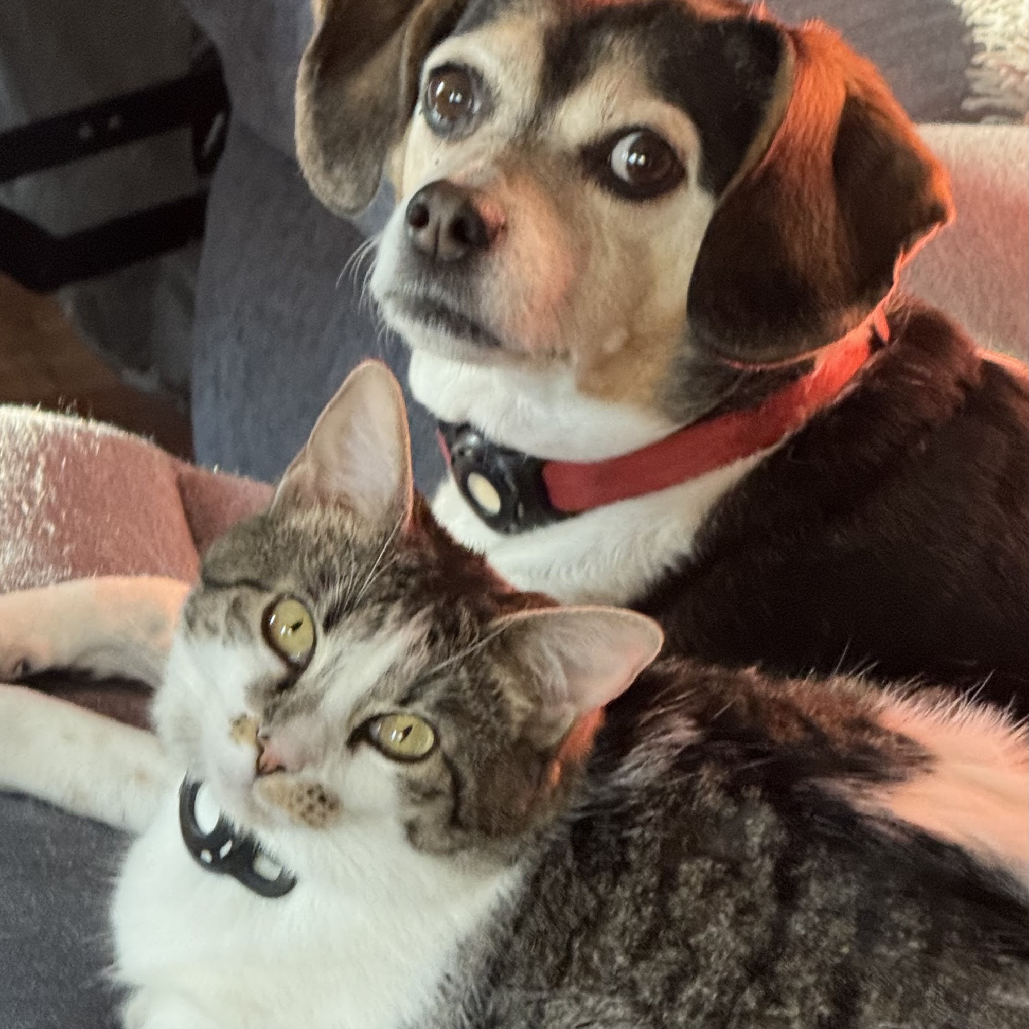 Choice Vets Pet Care Fairview