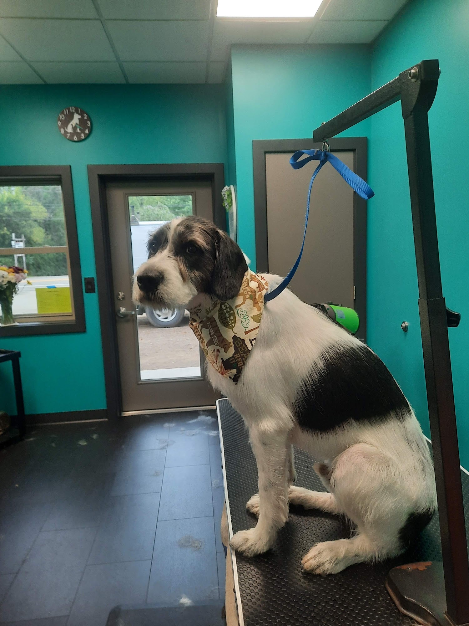 Bark Baths & Beyond Co Fairview