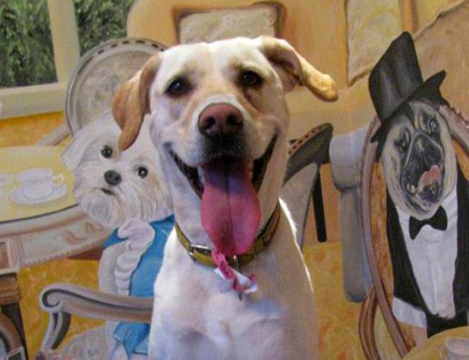 Nemacolin Wooflands Pet Resort & Spa Farmington