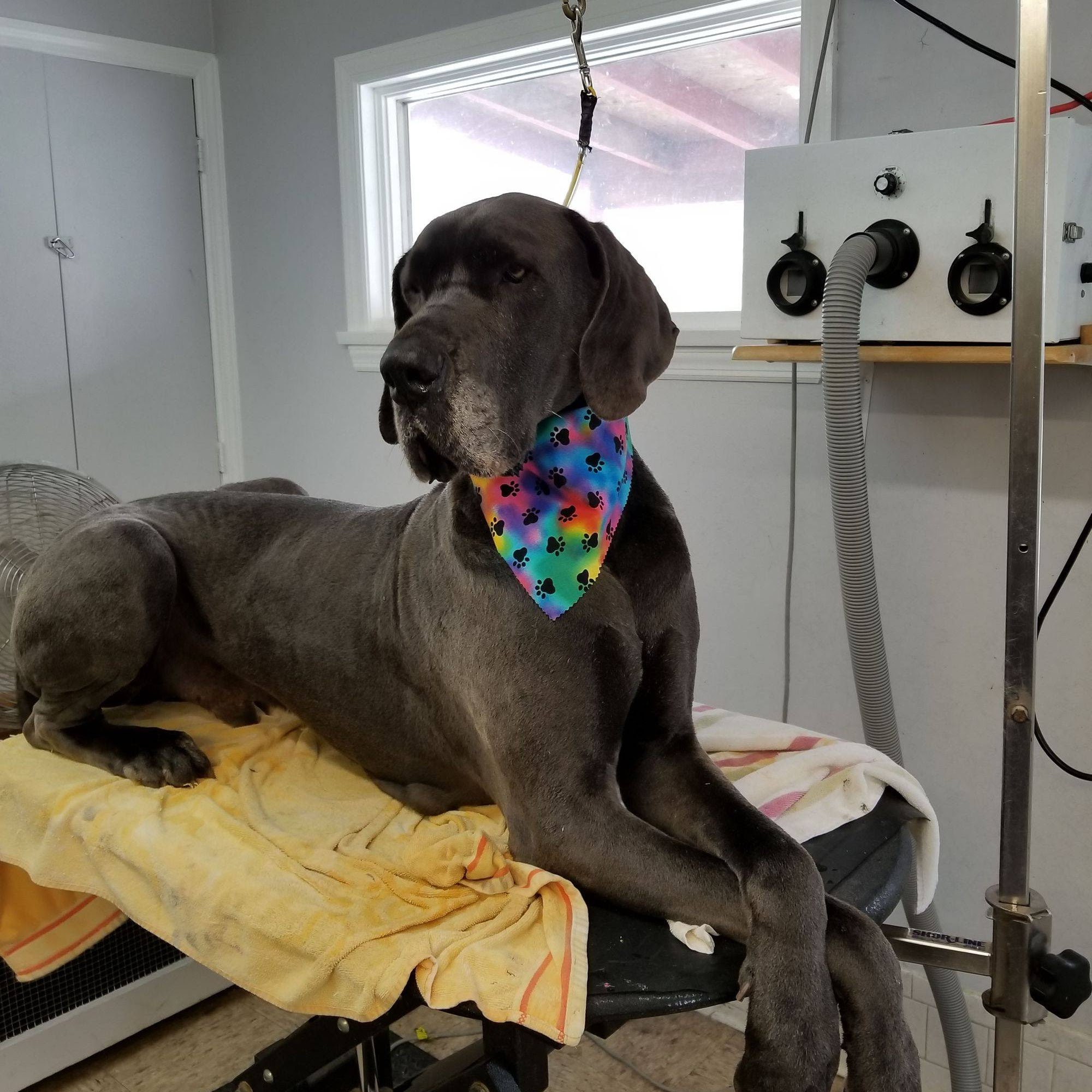 Mountain Paws Farmington