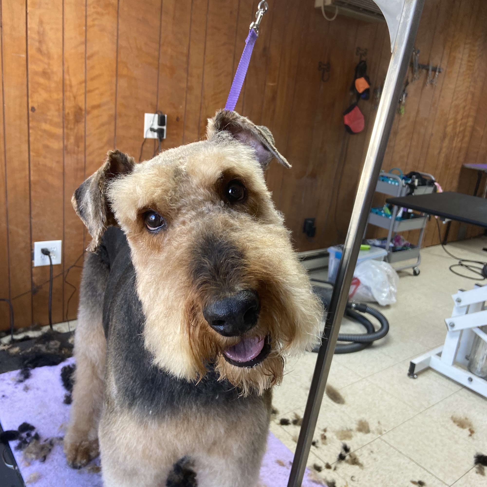 Paw Spa Grooming LLC Fayetteville