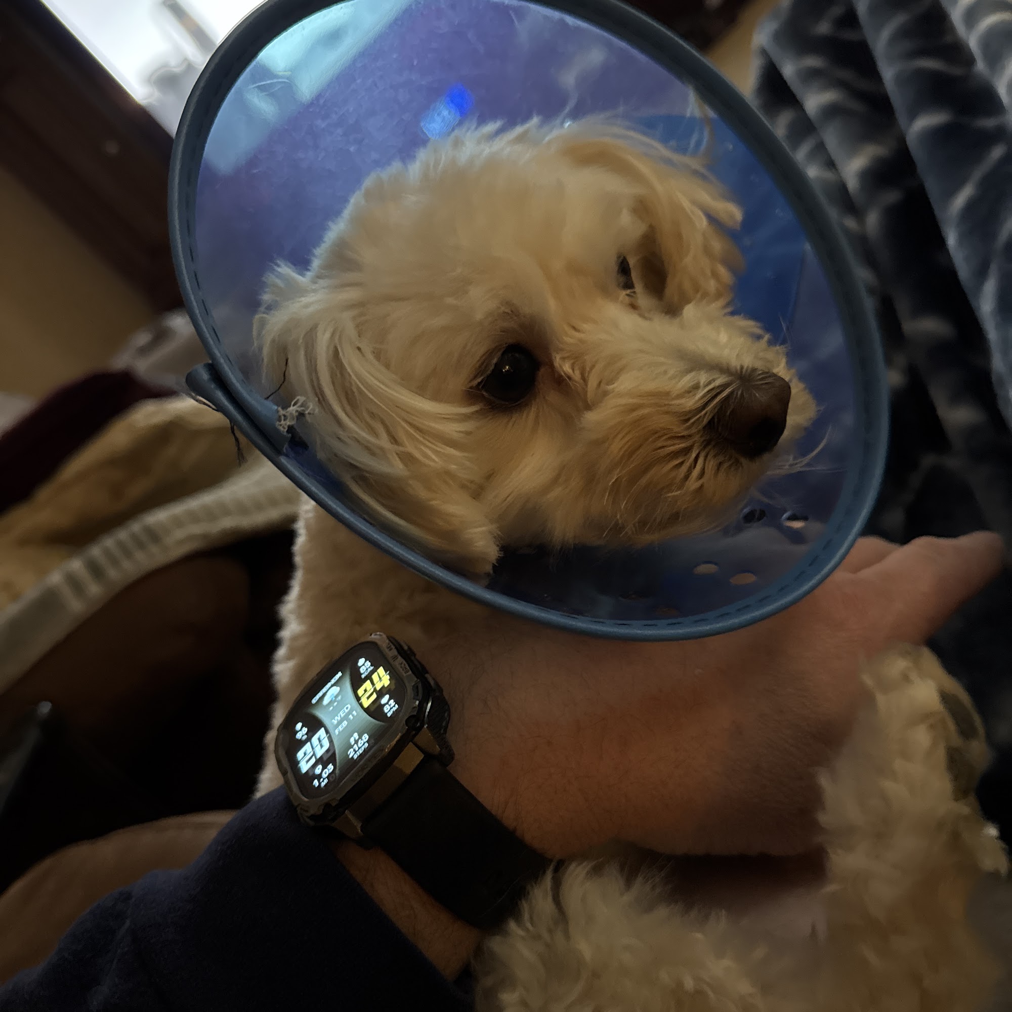 Family Pet Clinic - Feasterville Feasterville-Trevose