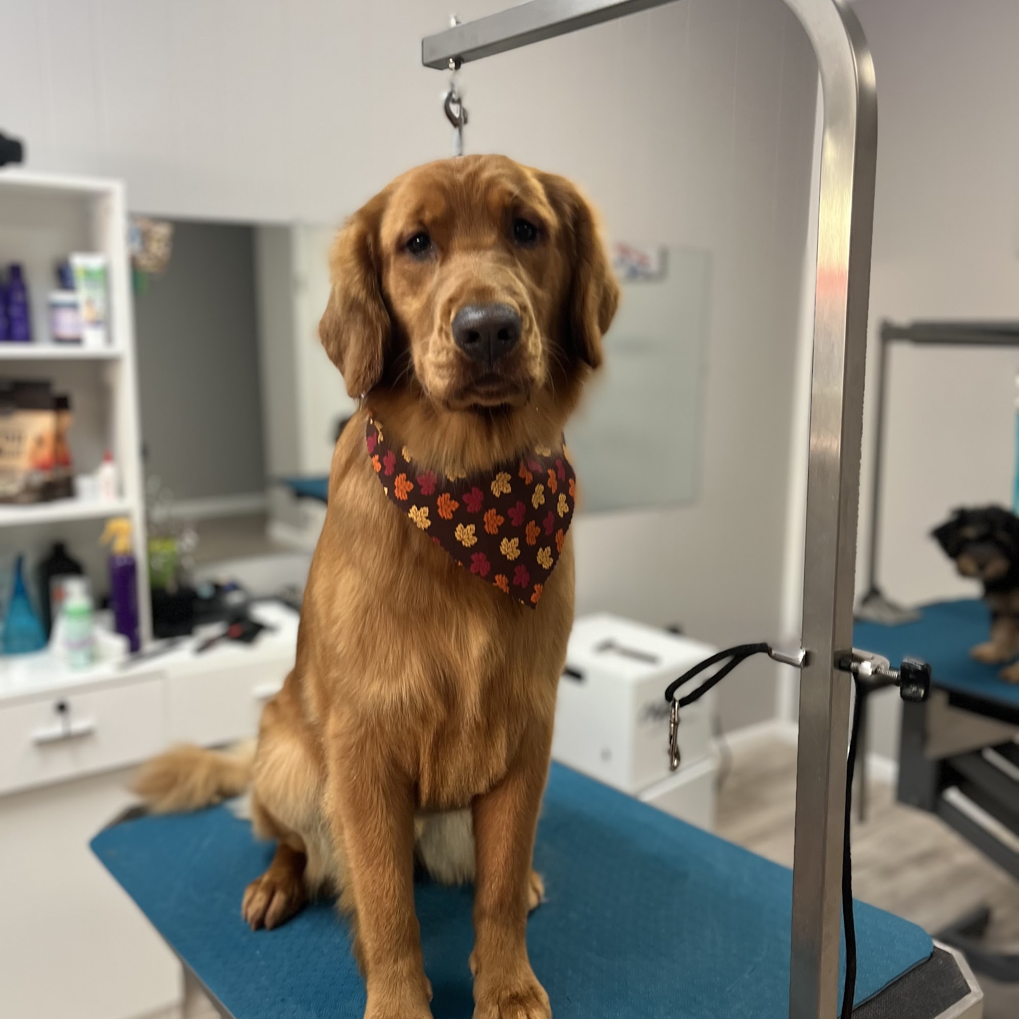 Pets’ Friend Grooming Salon by Wally Feasterville-Trevose