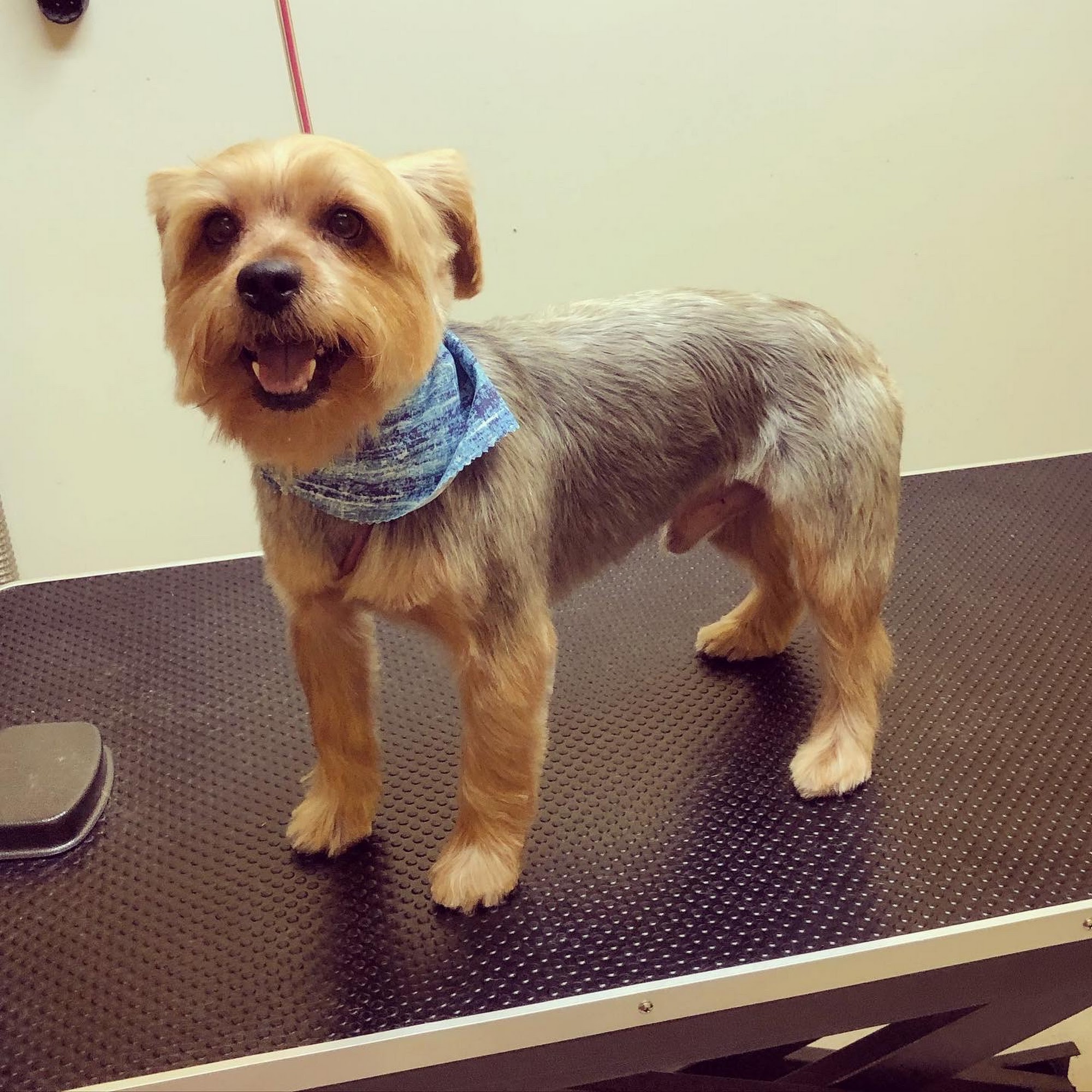 The Groomery LLC Fogelsville