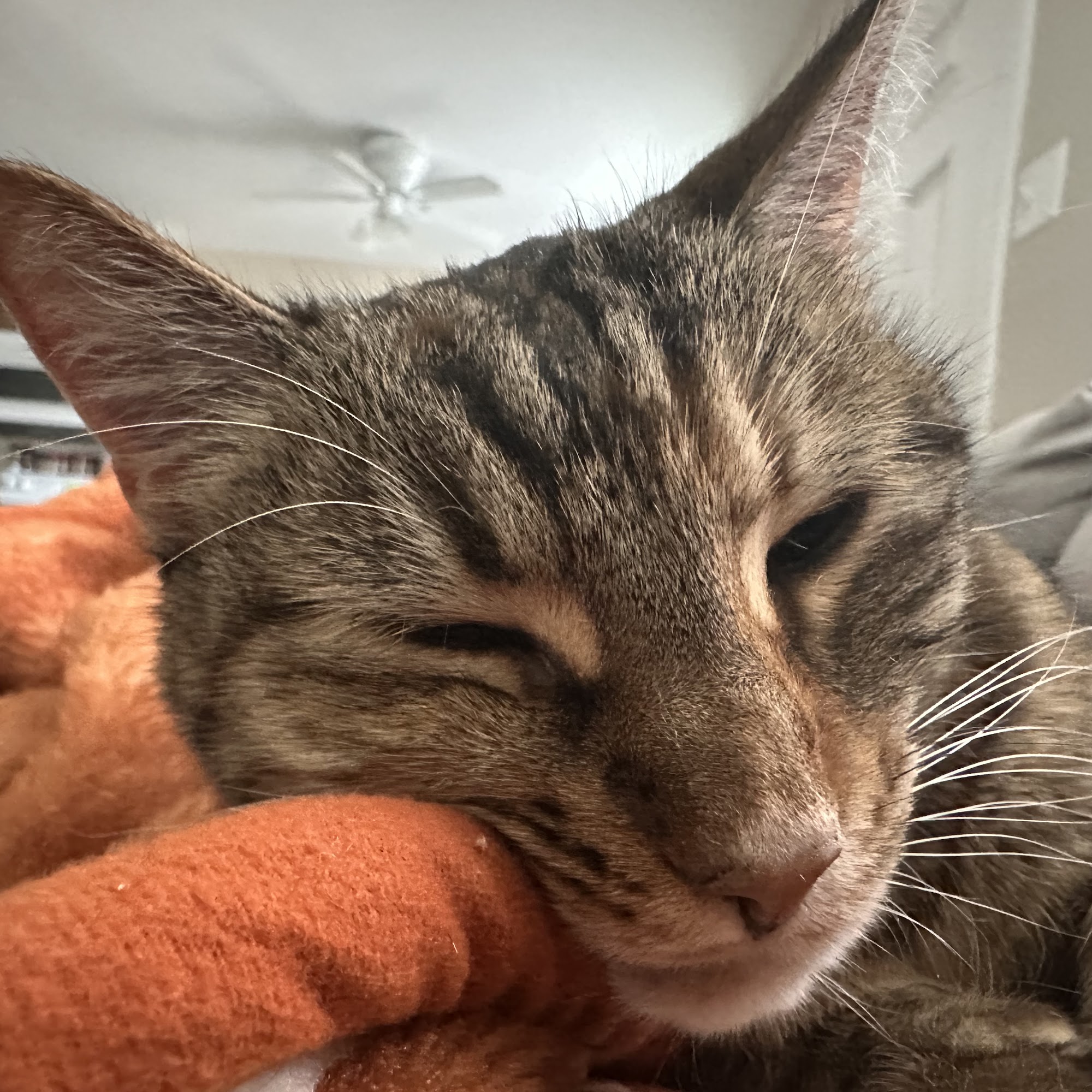 Just For Cats Feline Exclusive Veterinary Hospital: Andrea H. Lerner VMD Folsom