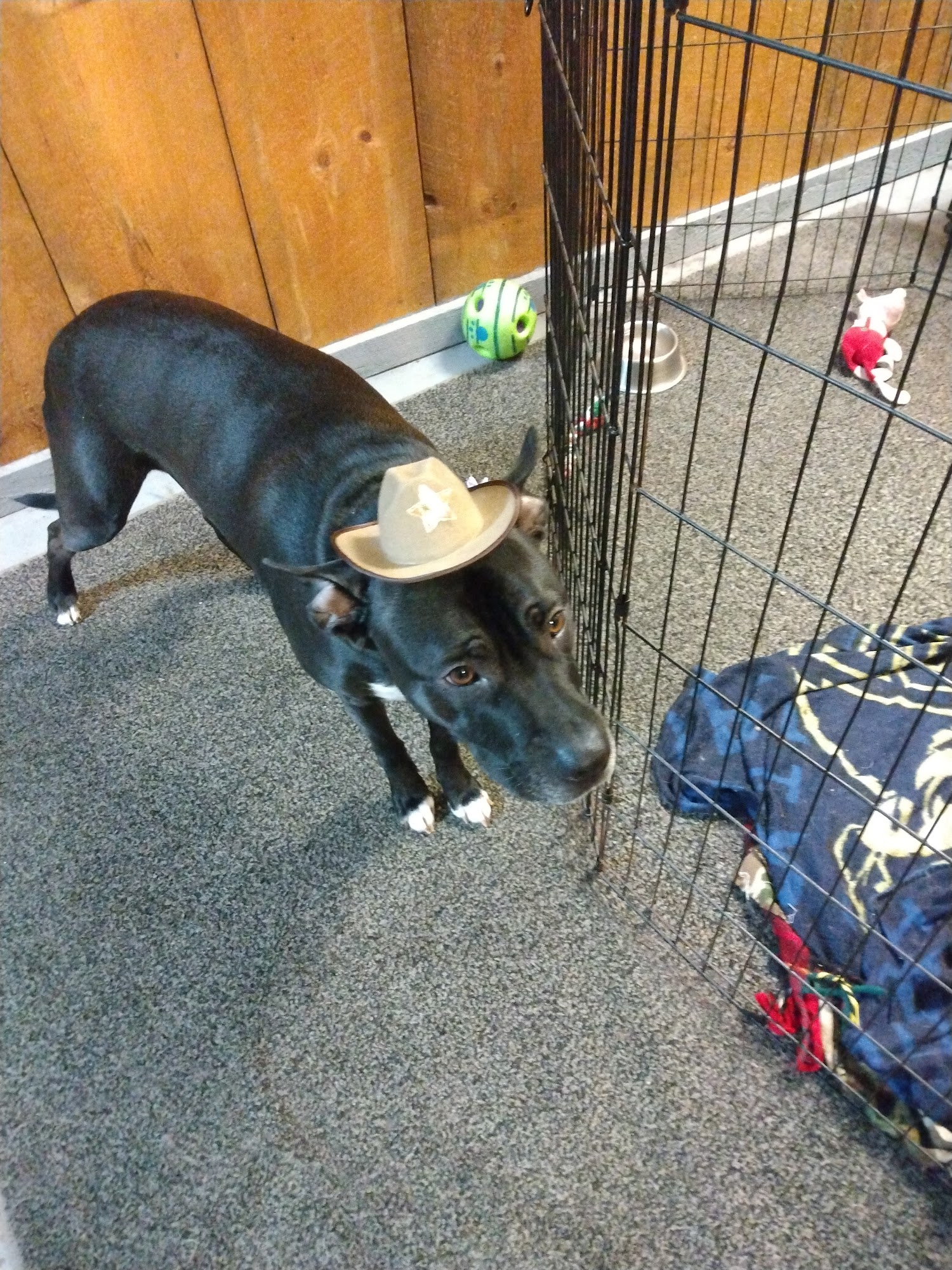 Kat's Dog Grooming Franklin