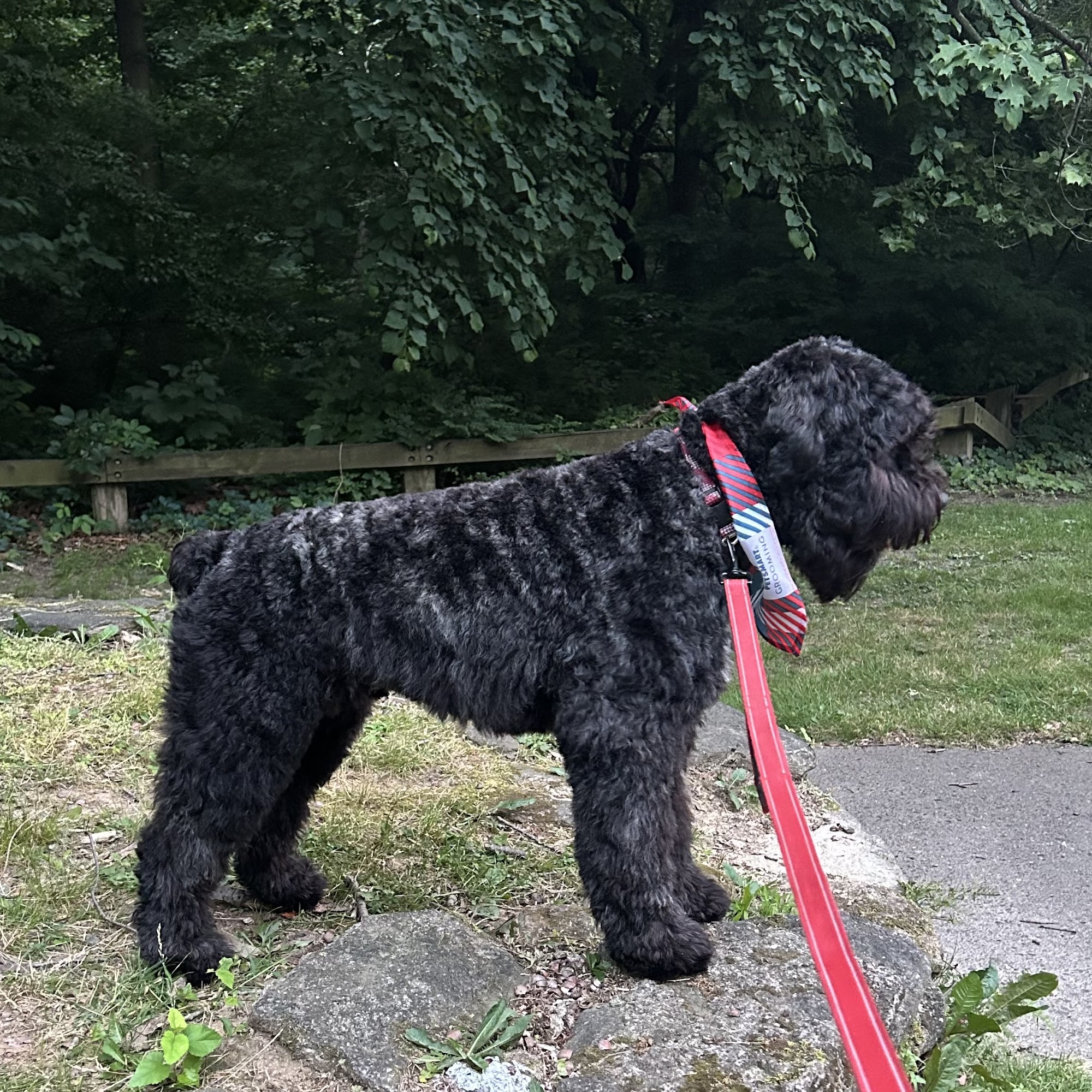 Mary Zinz's Pet Grooming Franklin