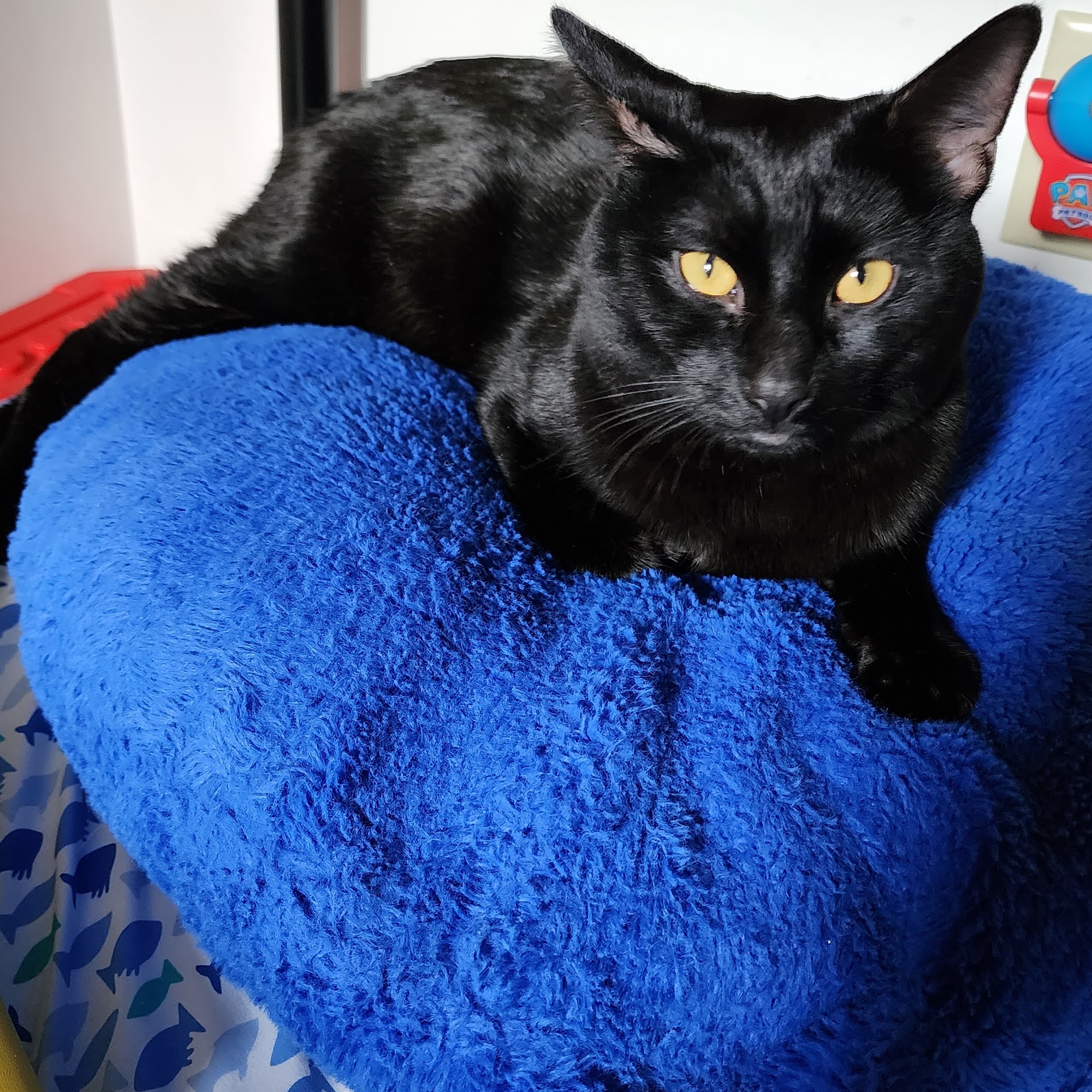 Northeast Animal Hospital Freeland