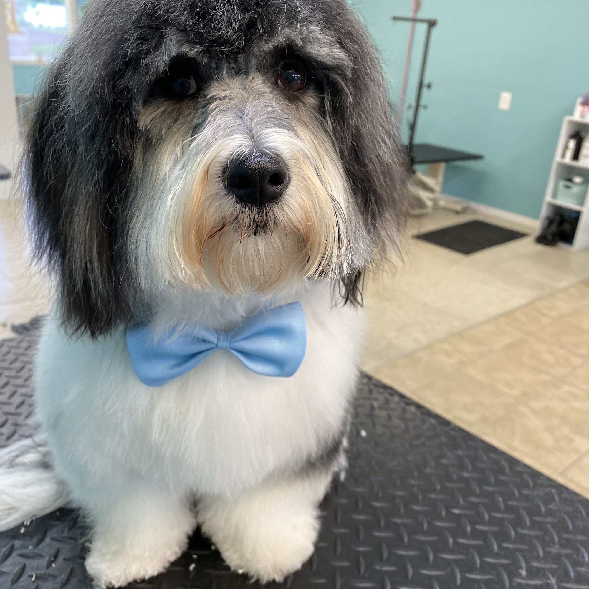 Grooming with Zen Furlong