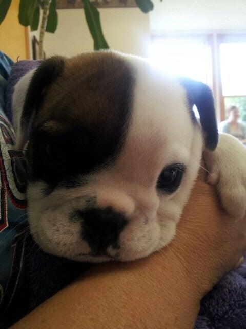 Gettysburg Animal Hospital Inc Gettysburg