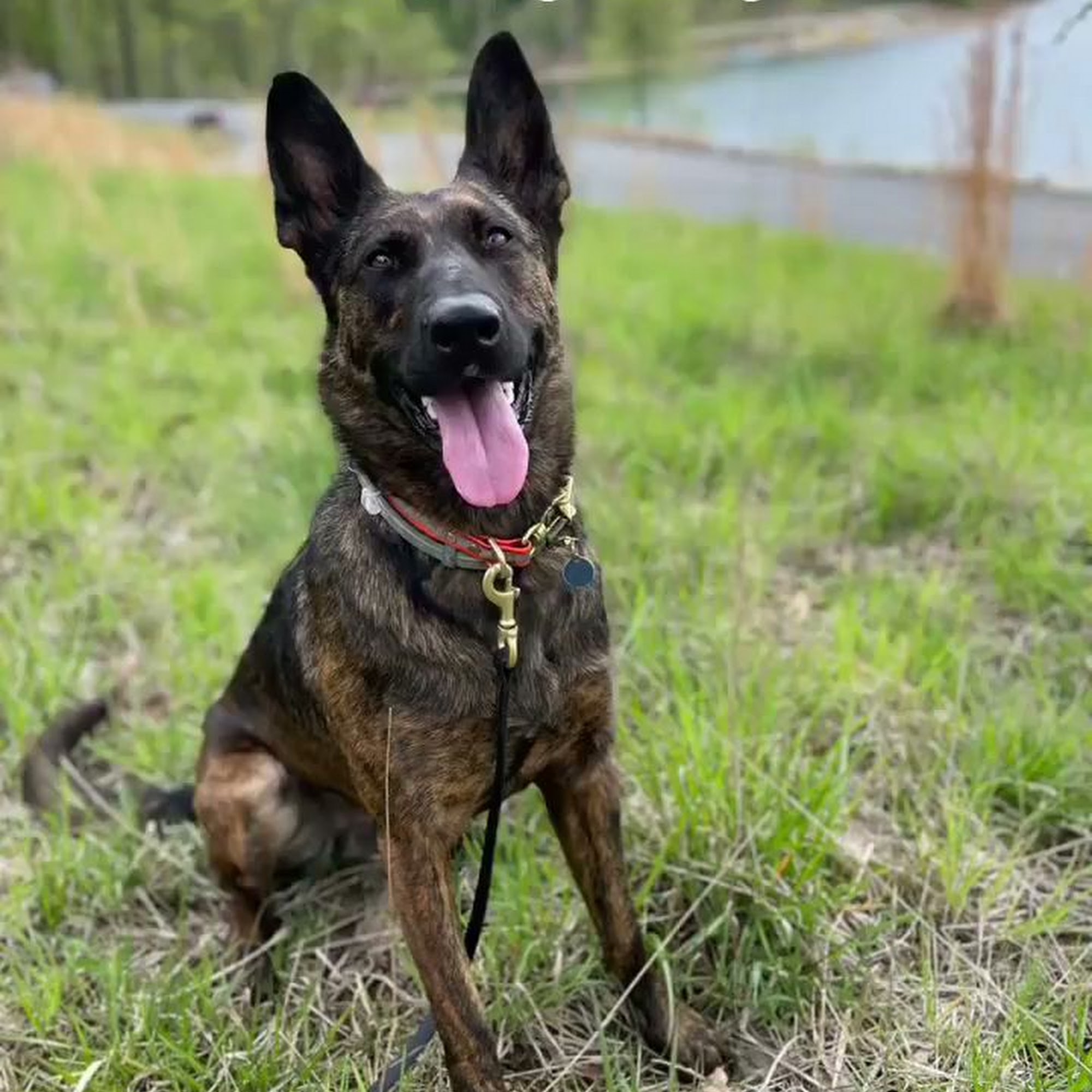 Cold Creek Dog Training Gettysburg