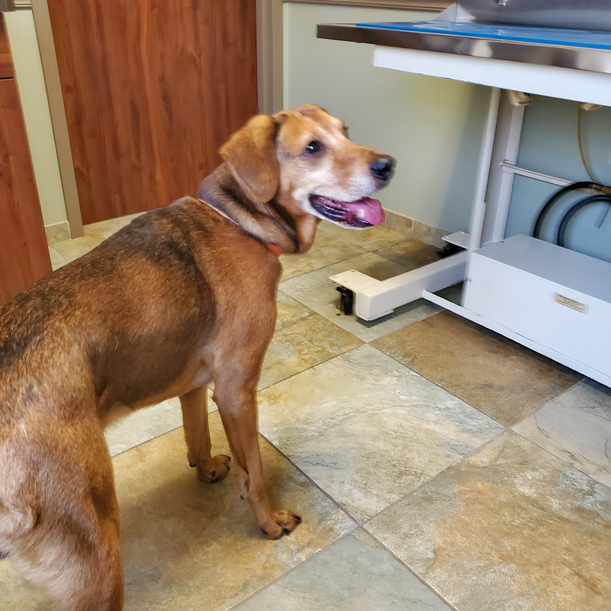 Confederate Woods Vet Hospital: Dickey Dale L DVM Gettysburg