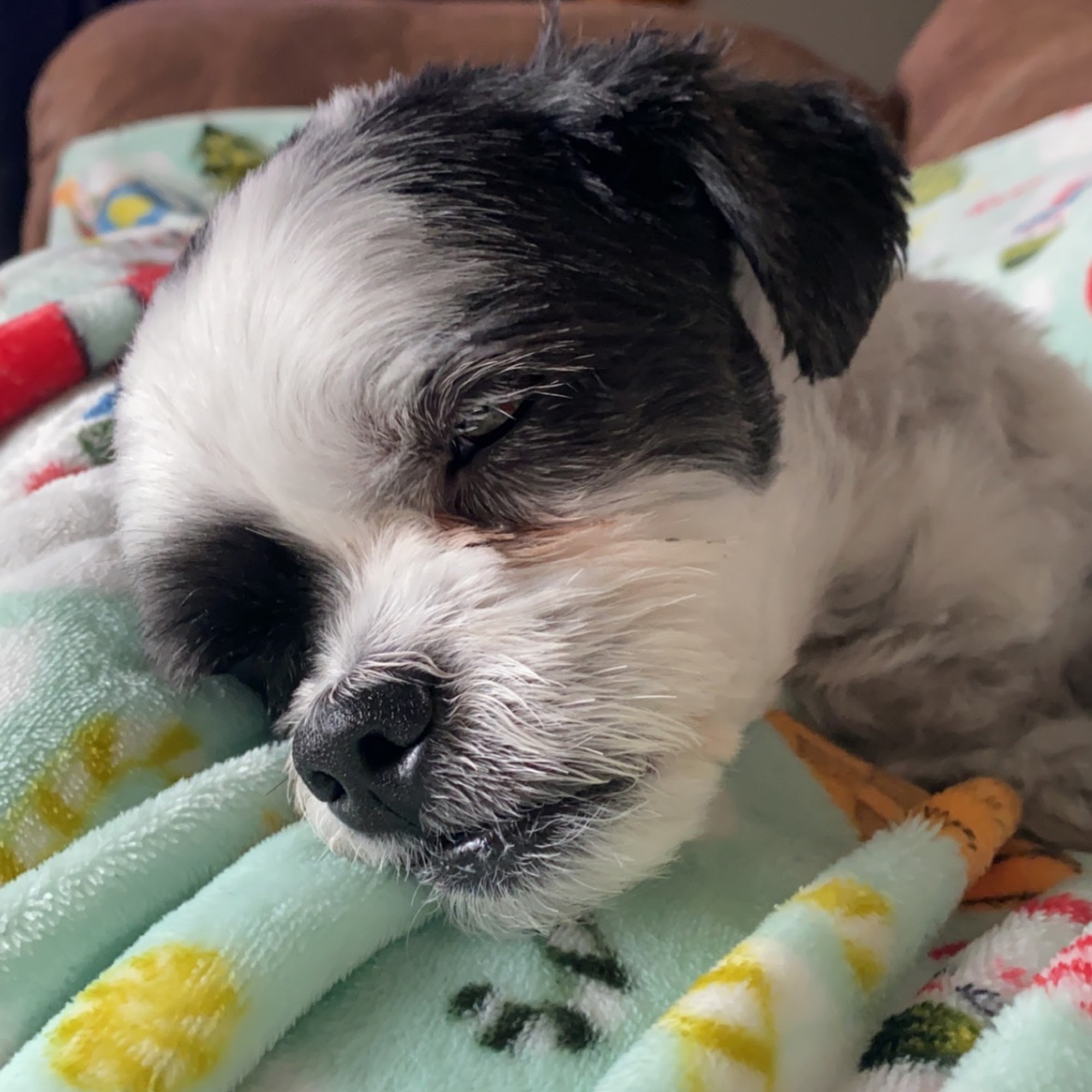 BelaCoop Animal Hospital of North Park Gibsonia