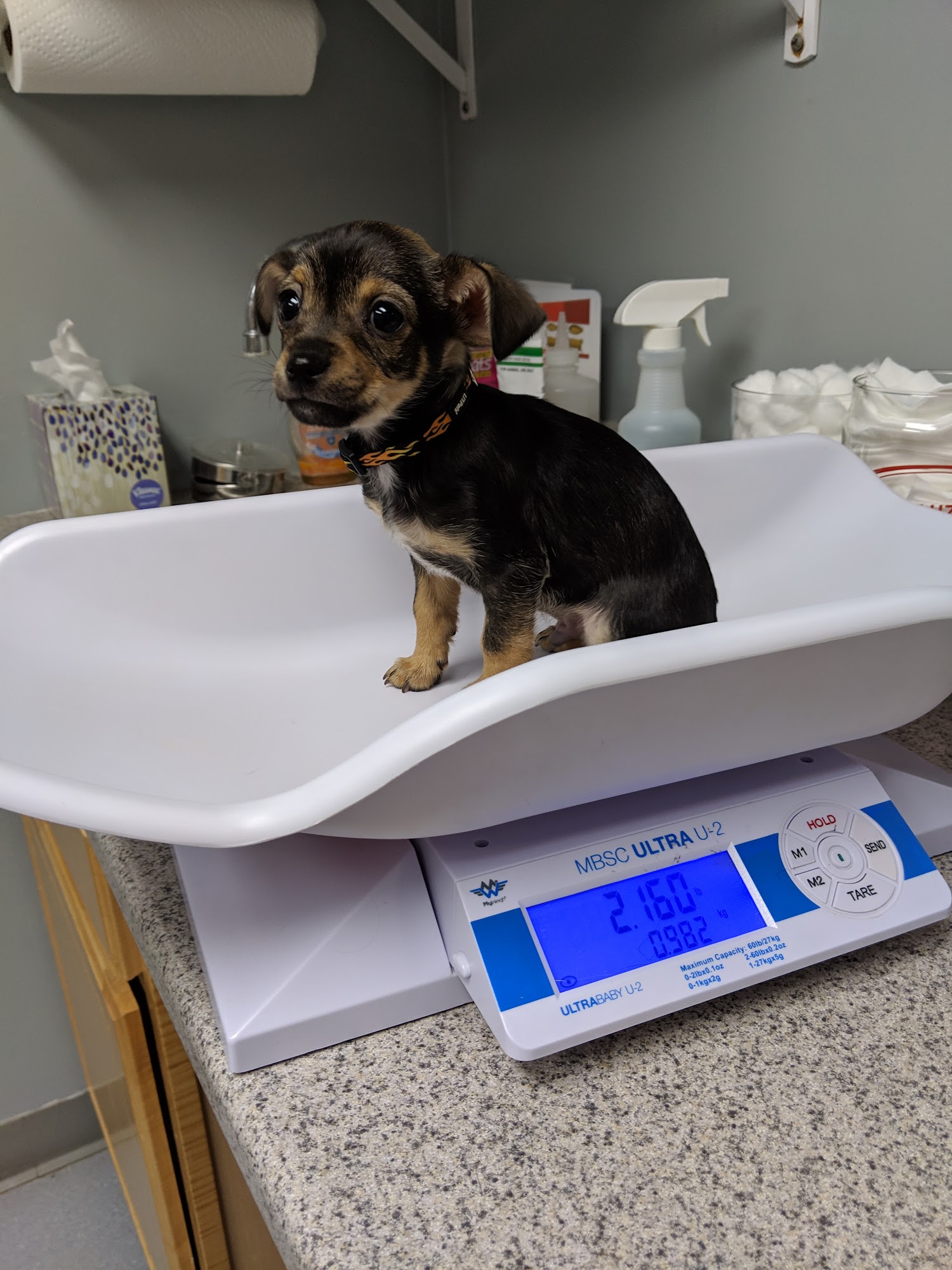 All Pet Animal Hospital Gibsonia