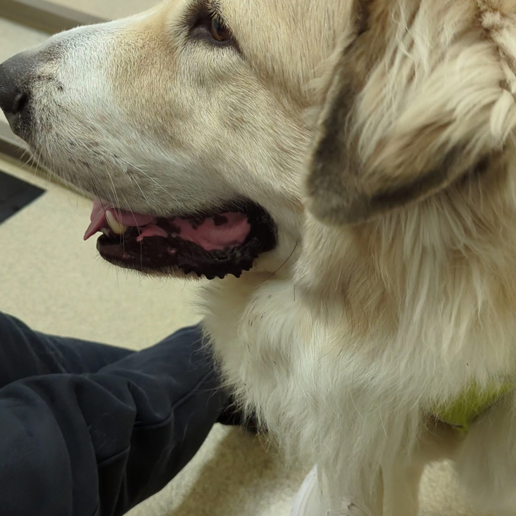 Patt Veterinary Hospital Gilbertsville