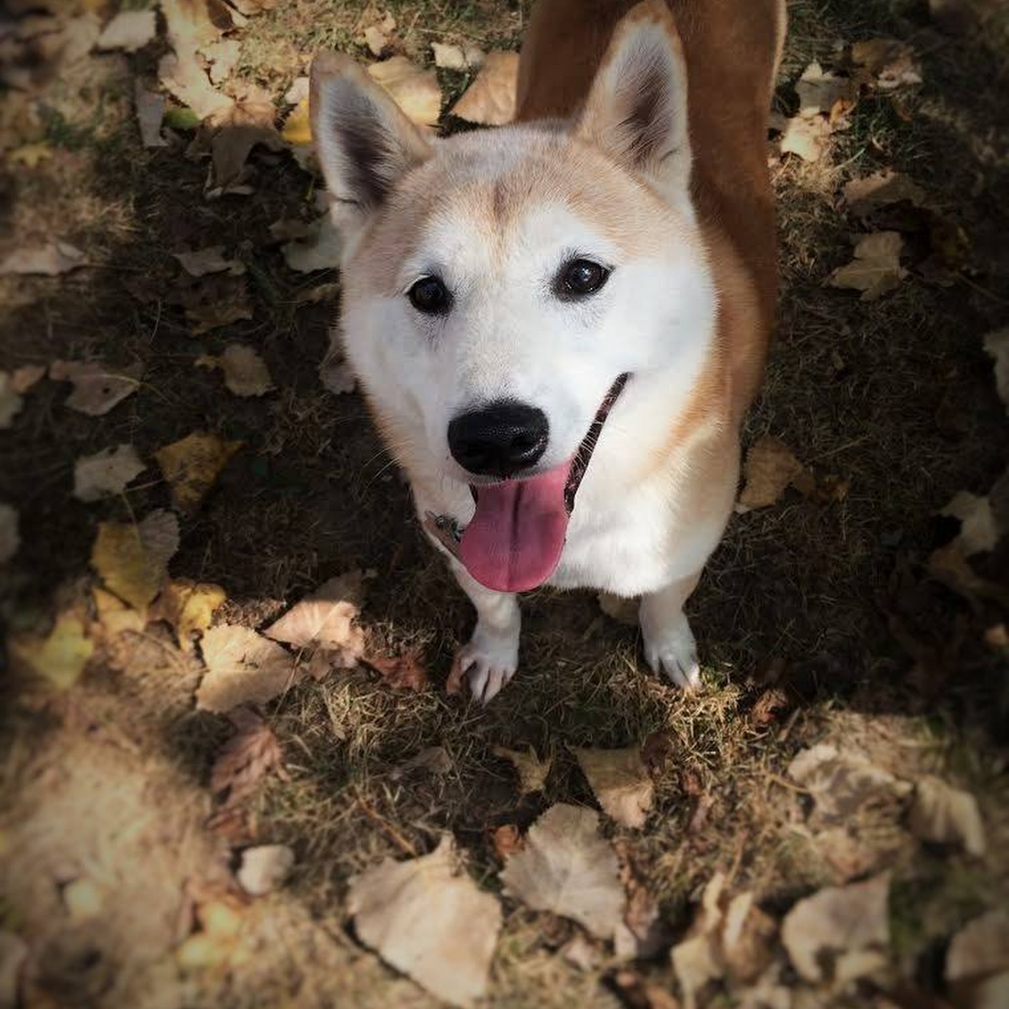 Supertrifecta Pets Gilbertsville