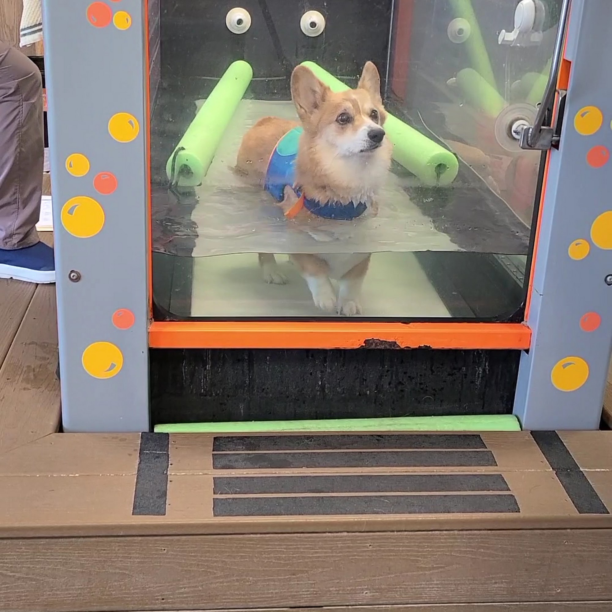 Balance Veterinary Rehabilitation Services Girard