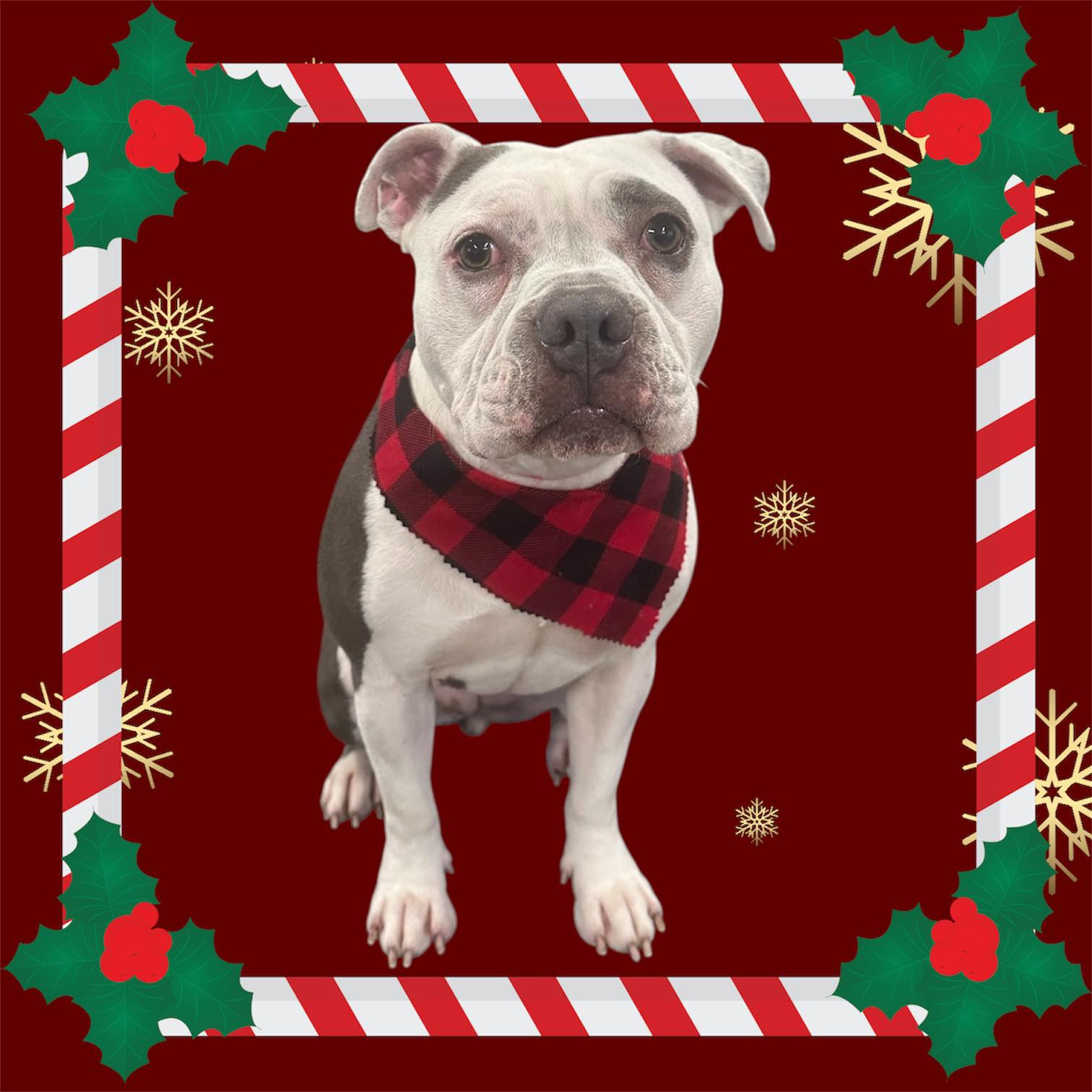 Sarah Vanicek’s Village Grooming Girard