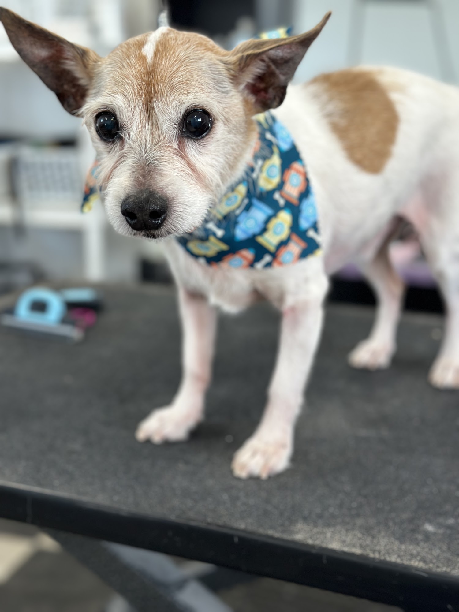 Sarah Vanicek’s Village Grooming Girard