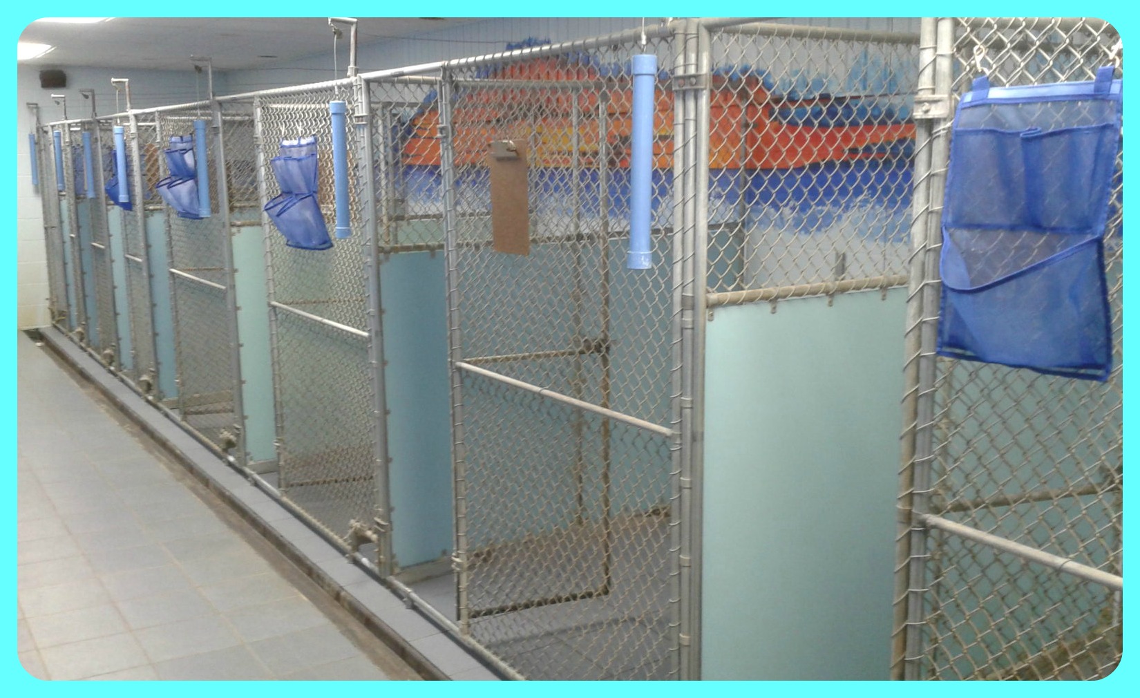 Paws 'n Claws - Girard Girard