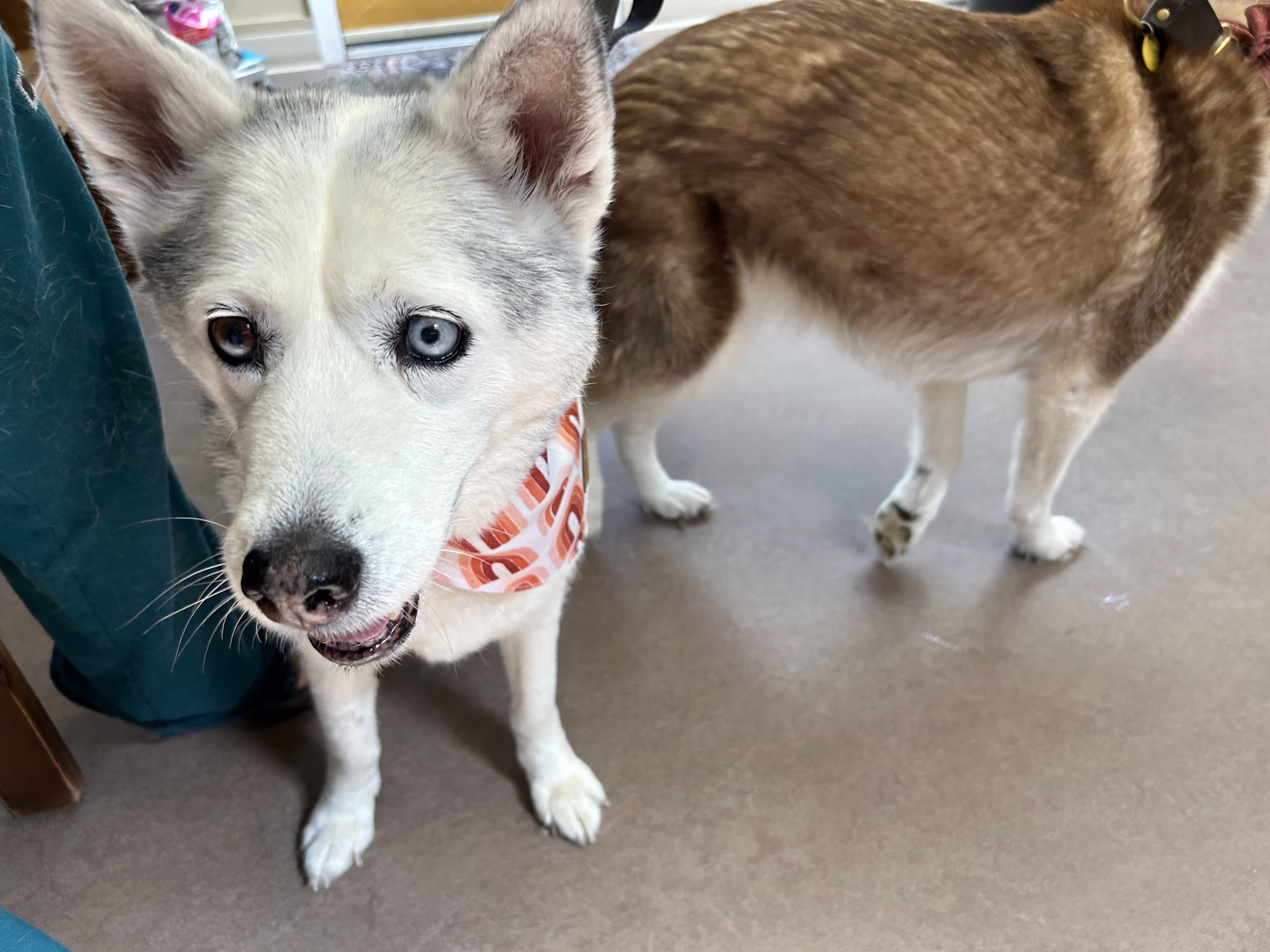 Glen Mills Veterinary Hospital Glen Mills