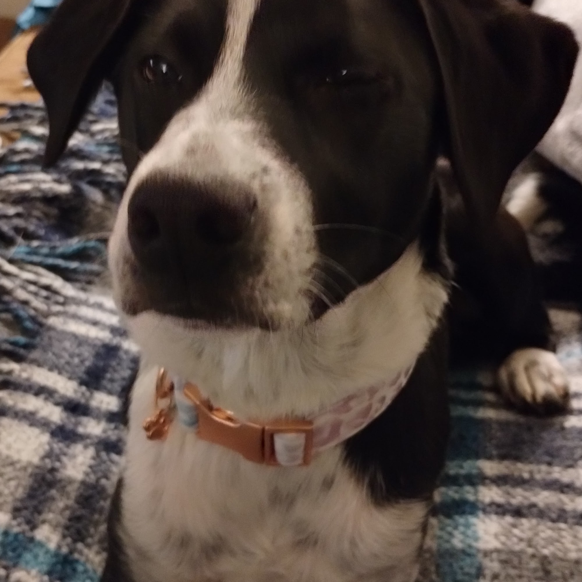 Hinde's Animal Rescue Team & Adoption Boutique Glen Mills