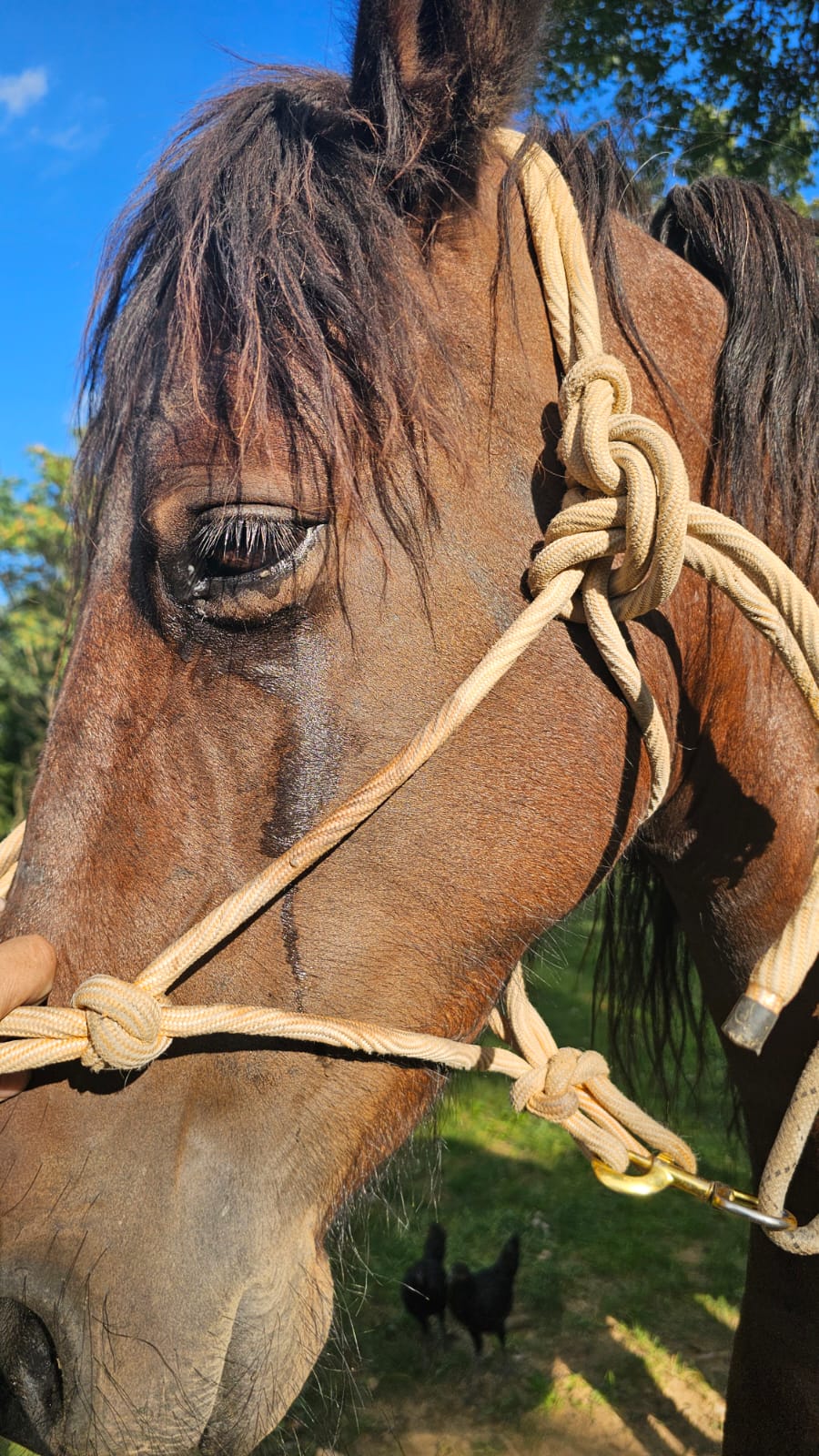 Green Glen Equine Hospital Glen Rock