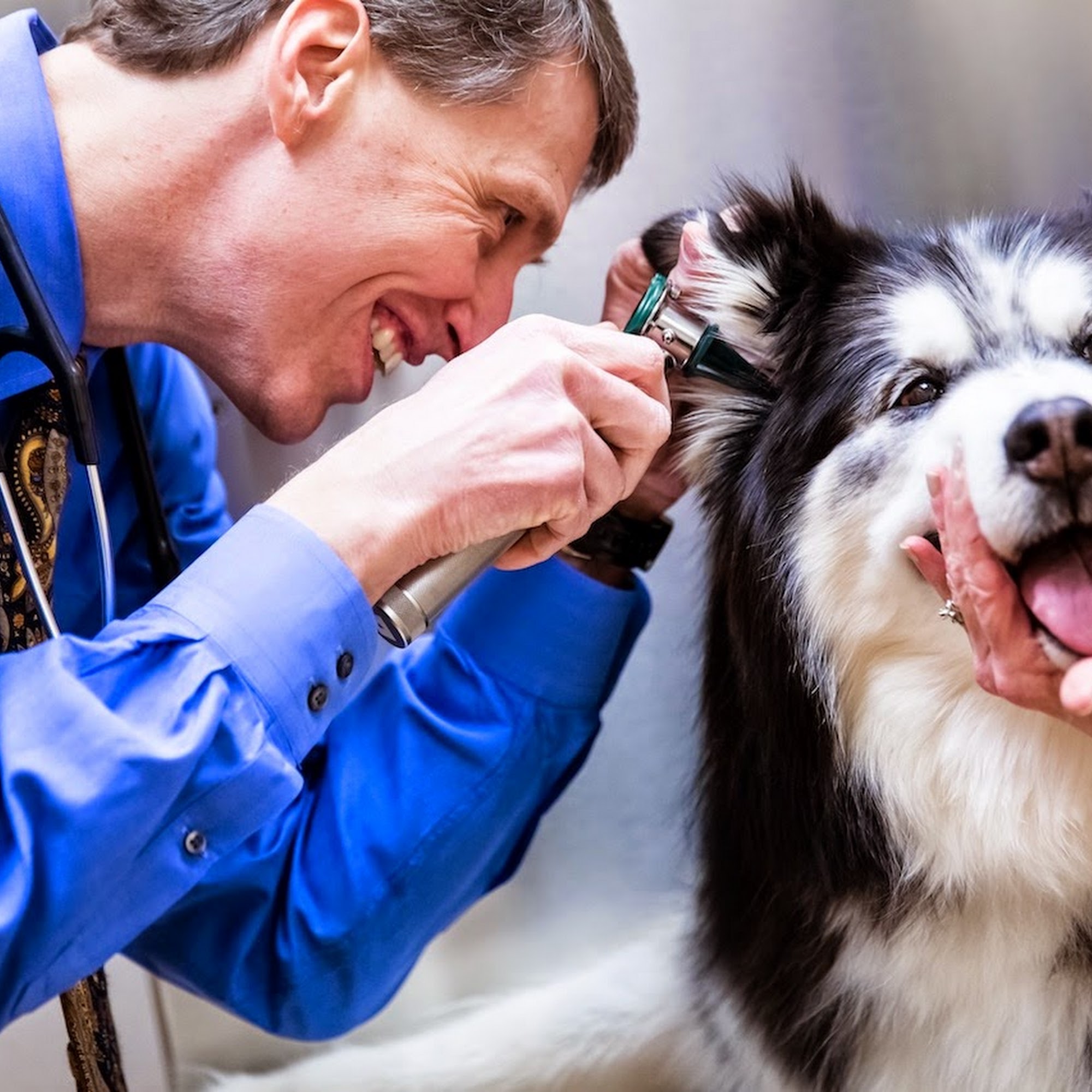 Glenmoore Veterinary Hospital Glenmoore