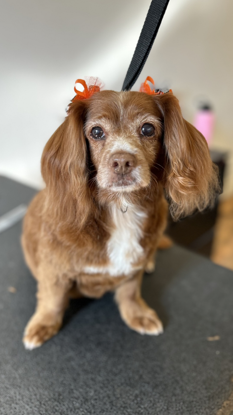 Vanity Fur at Ludwigs Corner Glenmoore